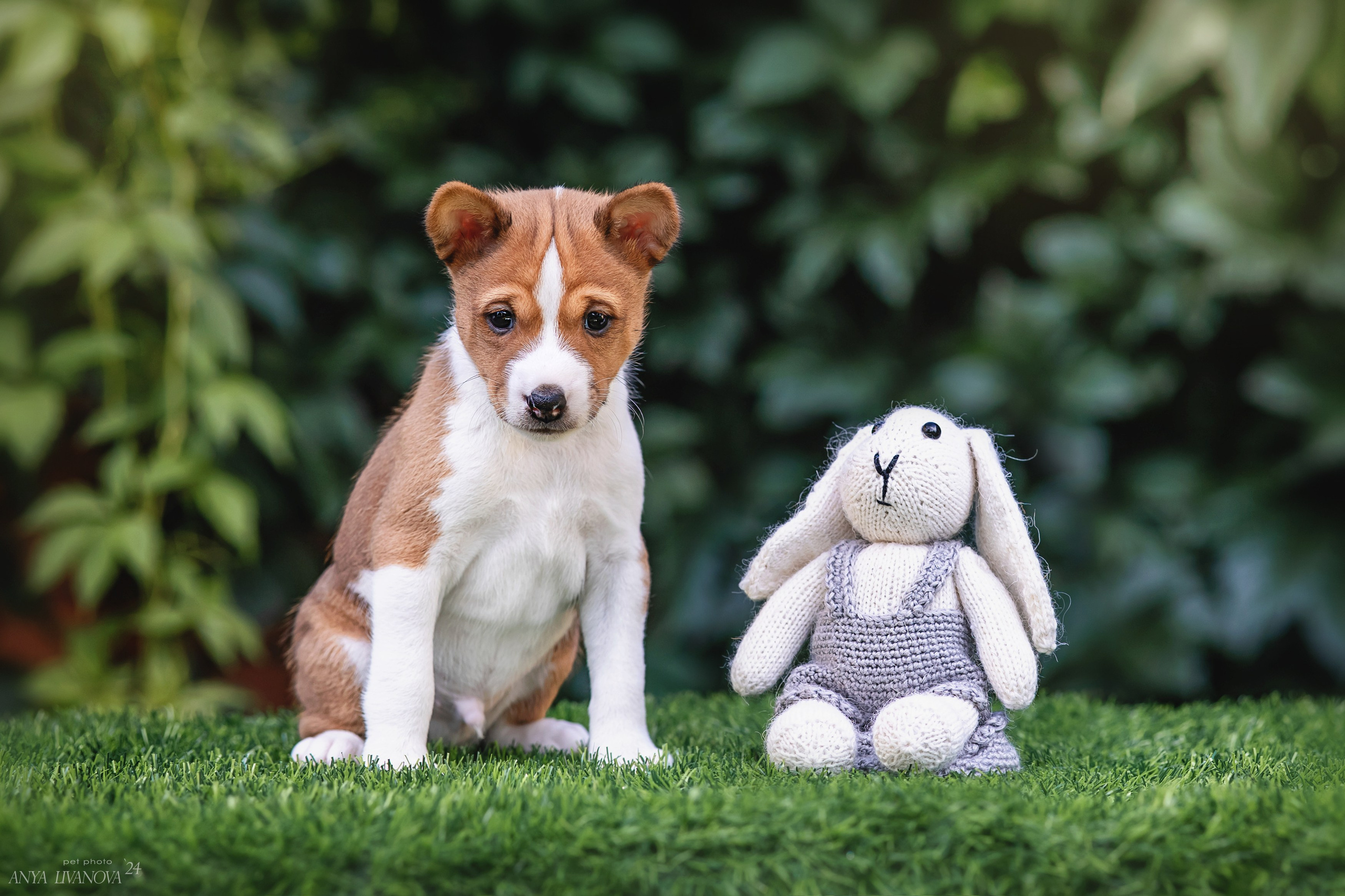 Басенджи. Фотограф анималист Аня Ливанова | Рыбинск