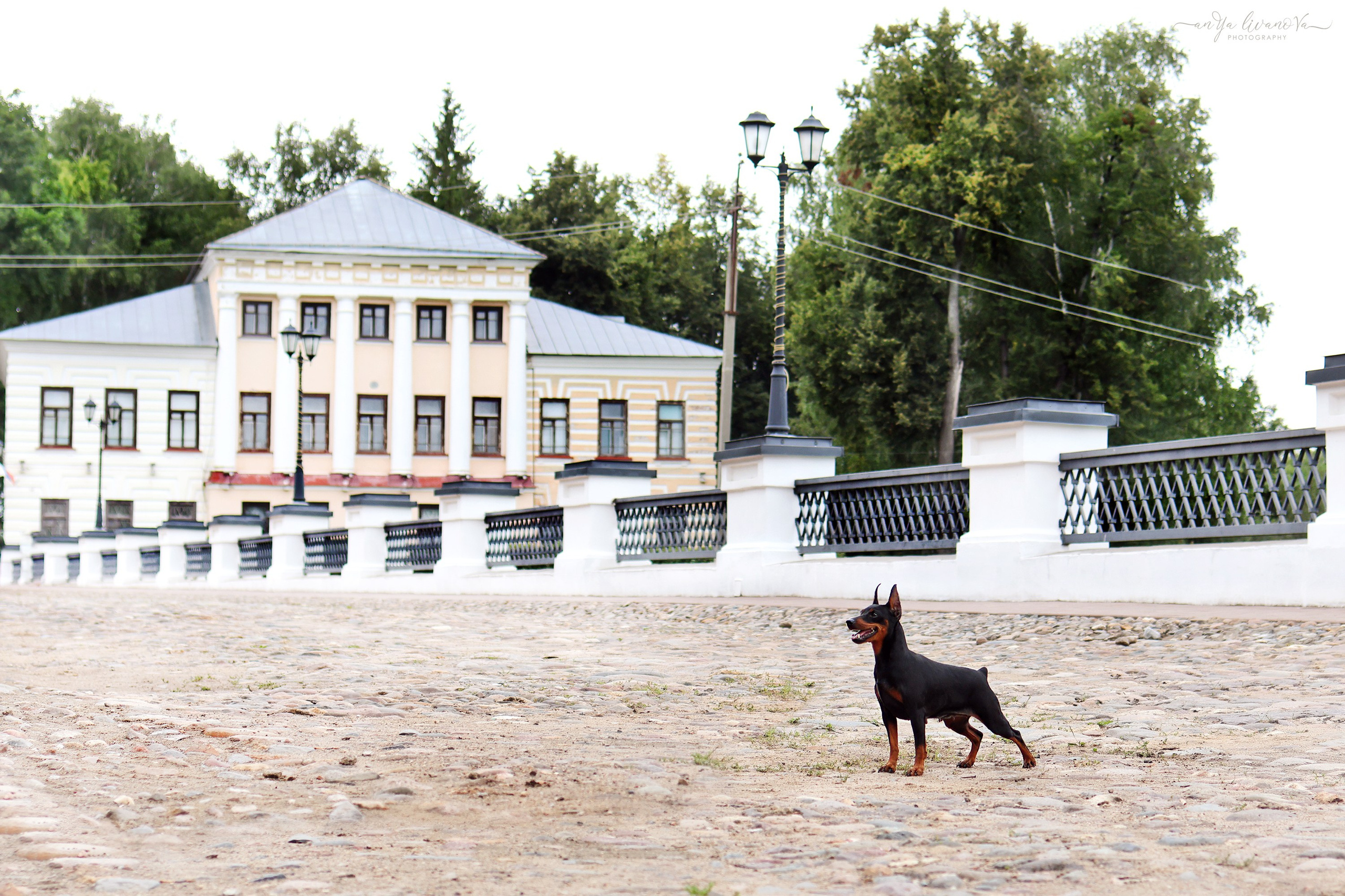 Ляля и Марфа. Фотограф анималист Аня Ливанова | Рыбинск