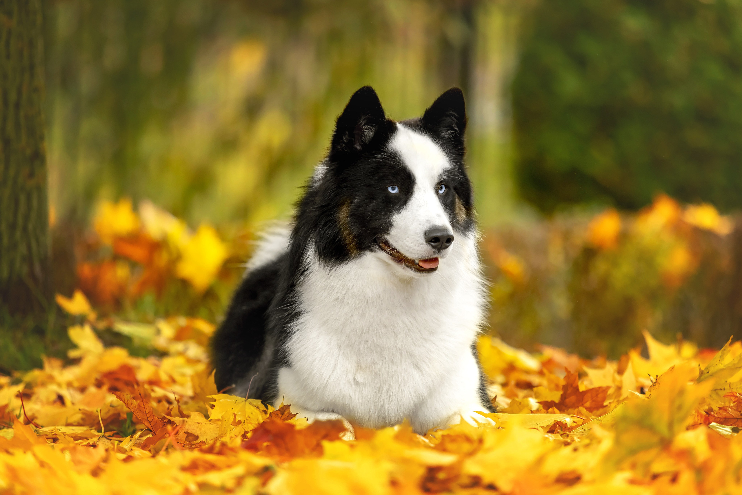 Якутская Лайка Гард. Https://moshkovaphoto.ru/