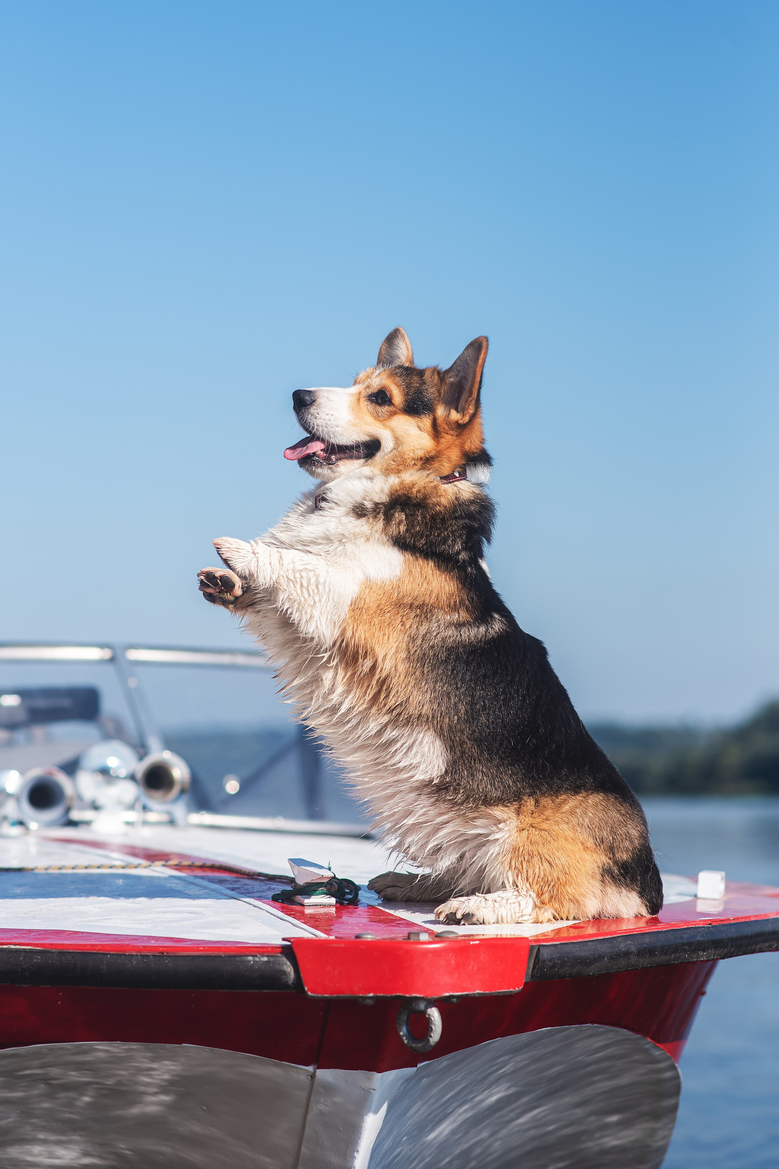 Майк и Лея — 29.08.2024. Фотограф — Анималист | Анна Абрамова
