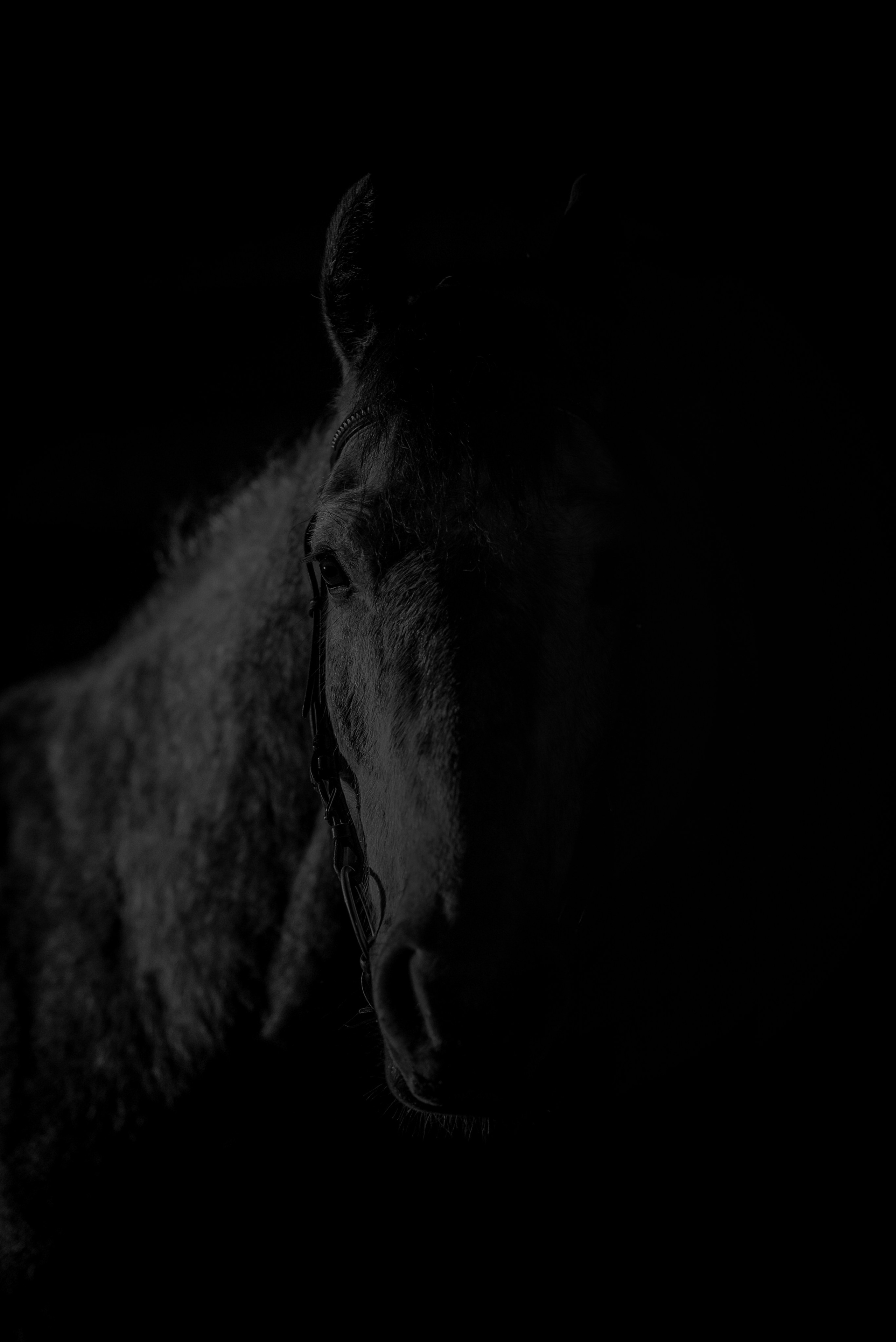 Дакар и Рамина ЧБ — 08.04.2023. Фотограф — Анималист | Анна Абрамова