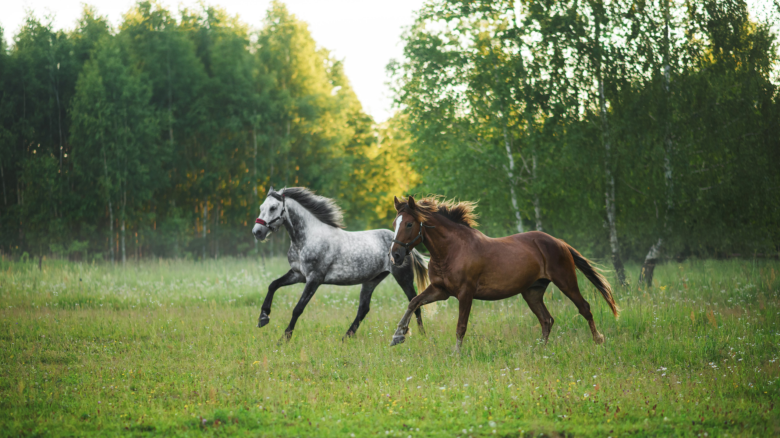 Дакар и Рамина — 29.06.2024. Фотограф — Анималист | Анна Абрамова