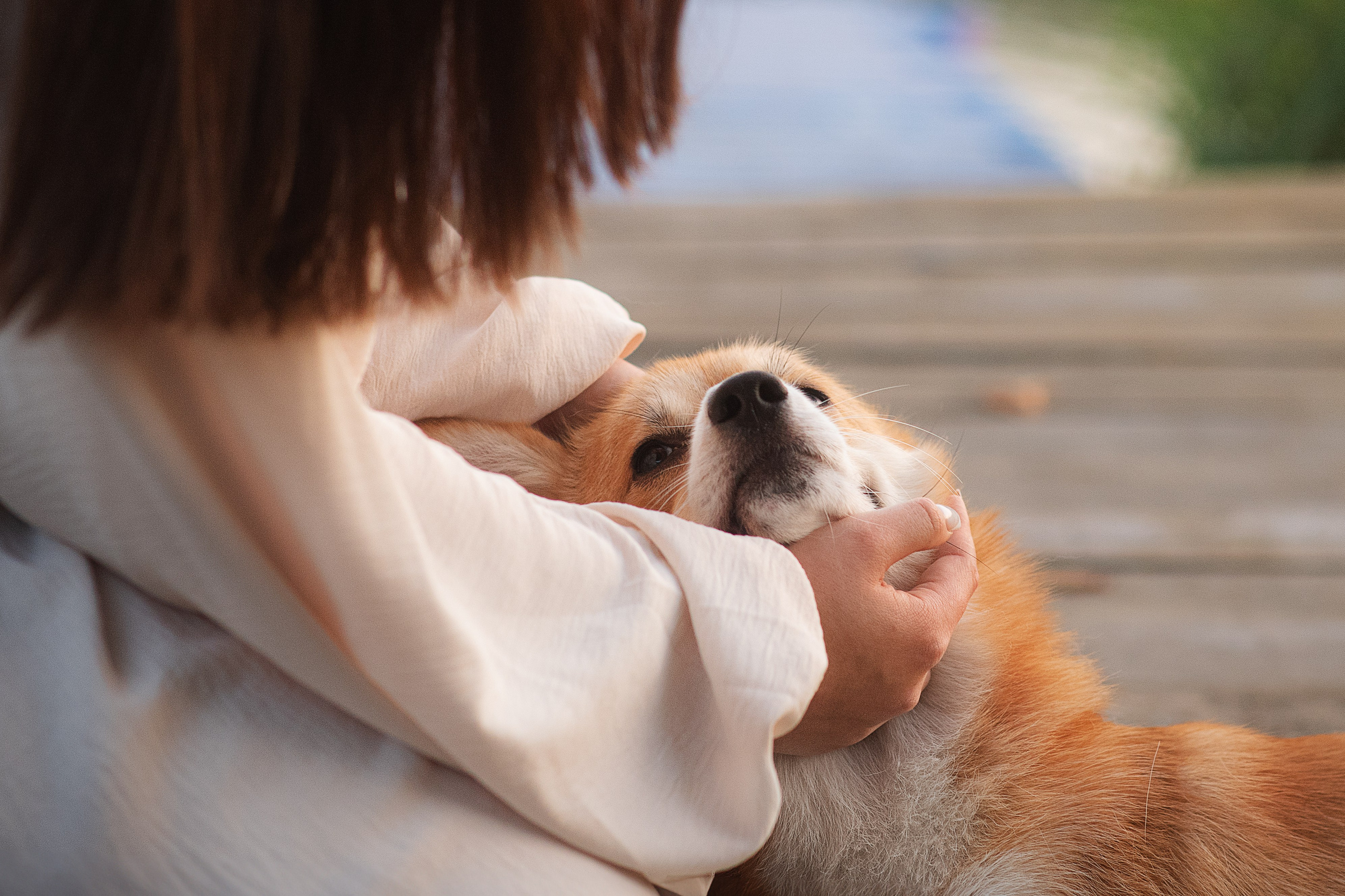 Саша, Оксана и Барни — 25.08.2024. Фотограф — Анималист | Анна Абрамова