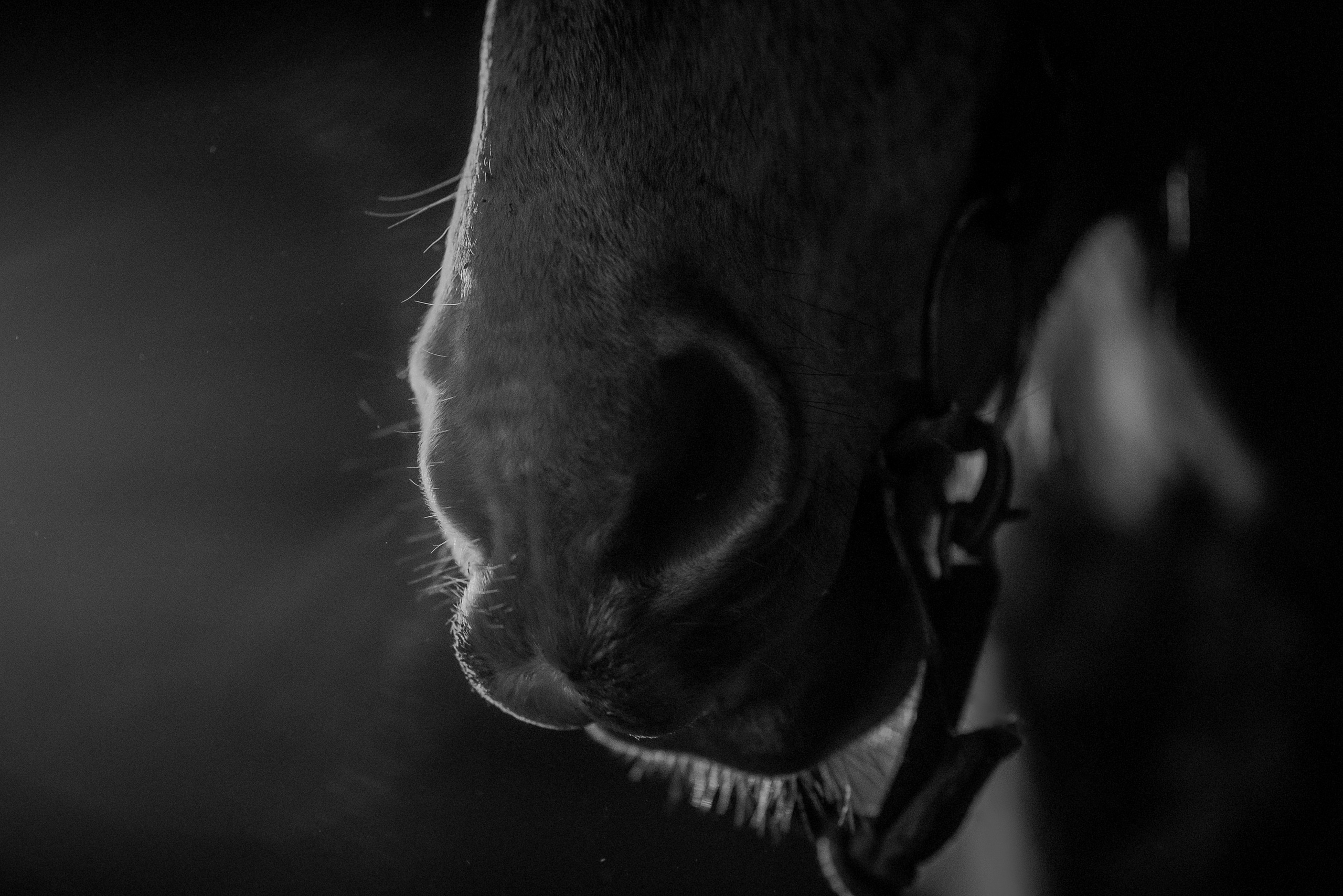 Дакар и Рамина ЧБ — 08.04.2023. Фотограф — Анималист | Анна Абрамова