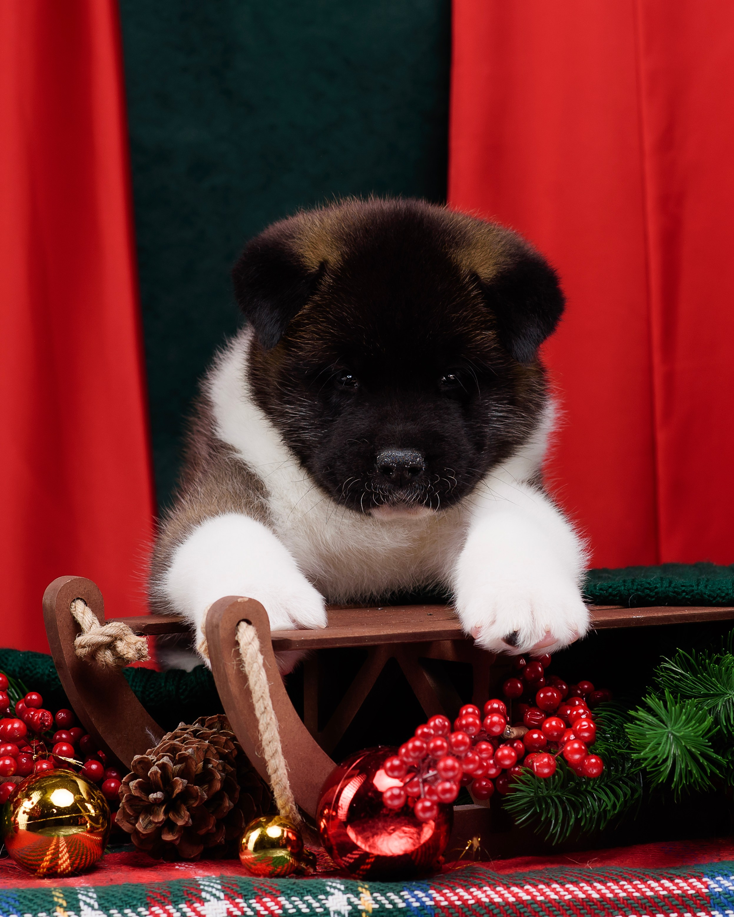 Щенки Американской Акиты. Фотограф — Анималист | Анна Абрамова