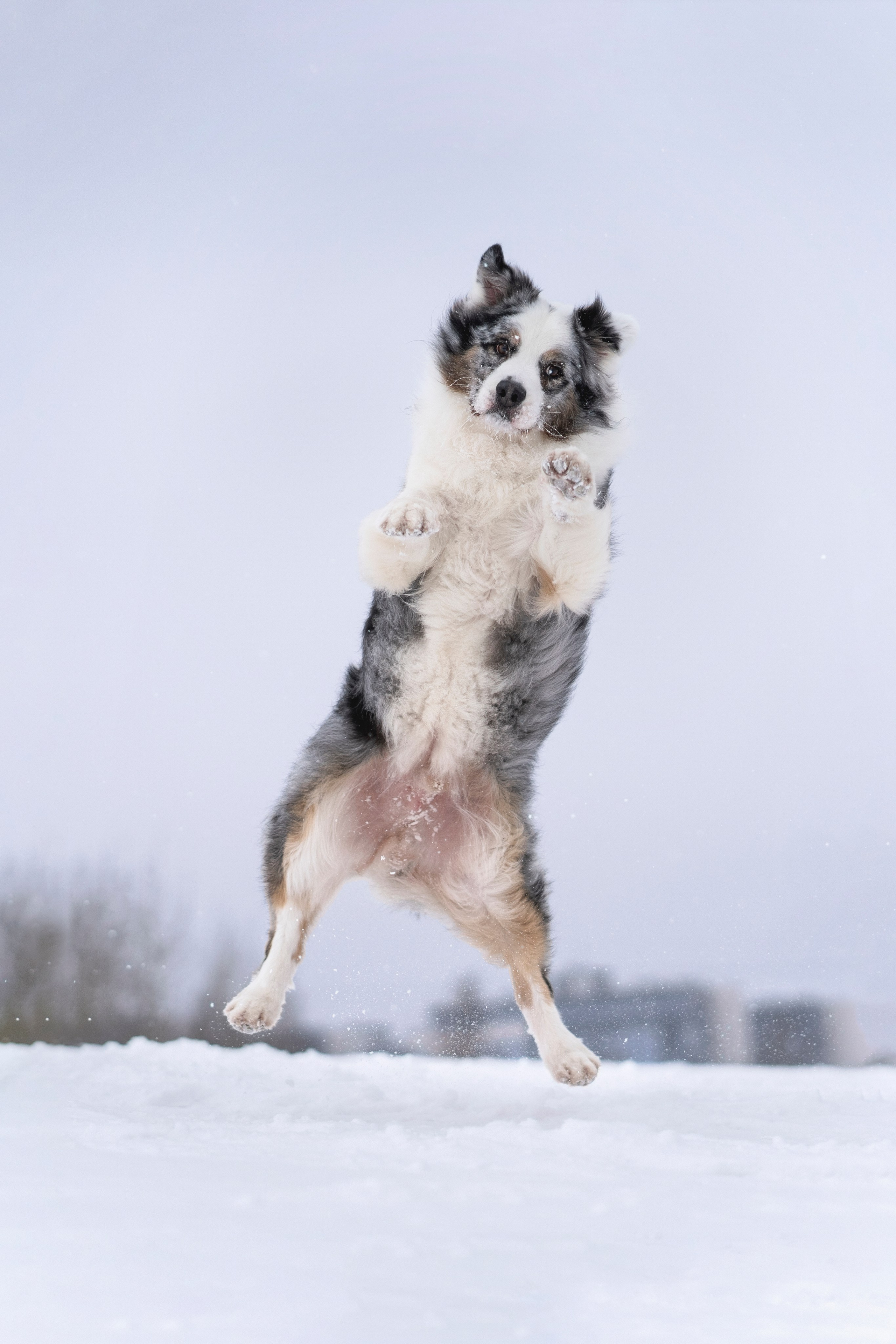 Портфолио фотографа-анималиста Александры Пугачёвой | Санкт-Петербург. Фотограф-анималист в Санкт-Петербурге Пугачёва Александра