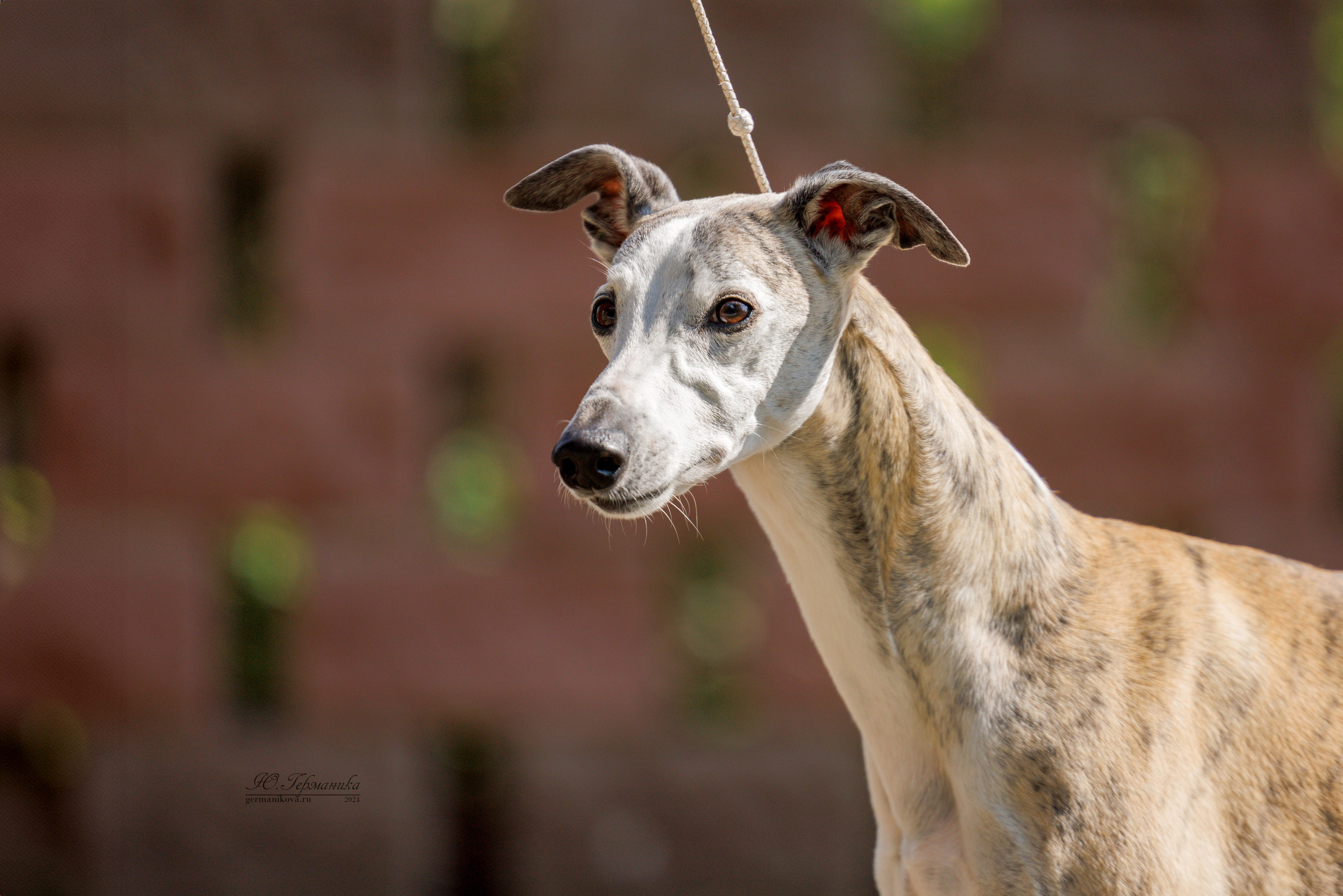 Астана 2хCACIB 17-18.08.2024. Фотограф-анималист Юлия Германика