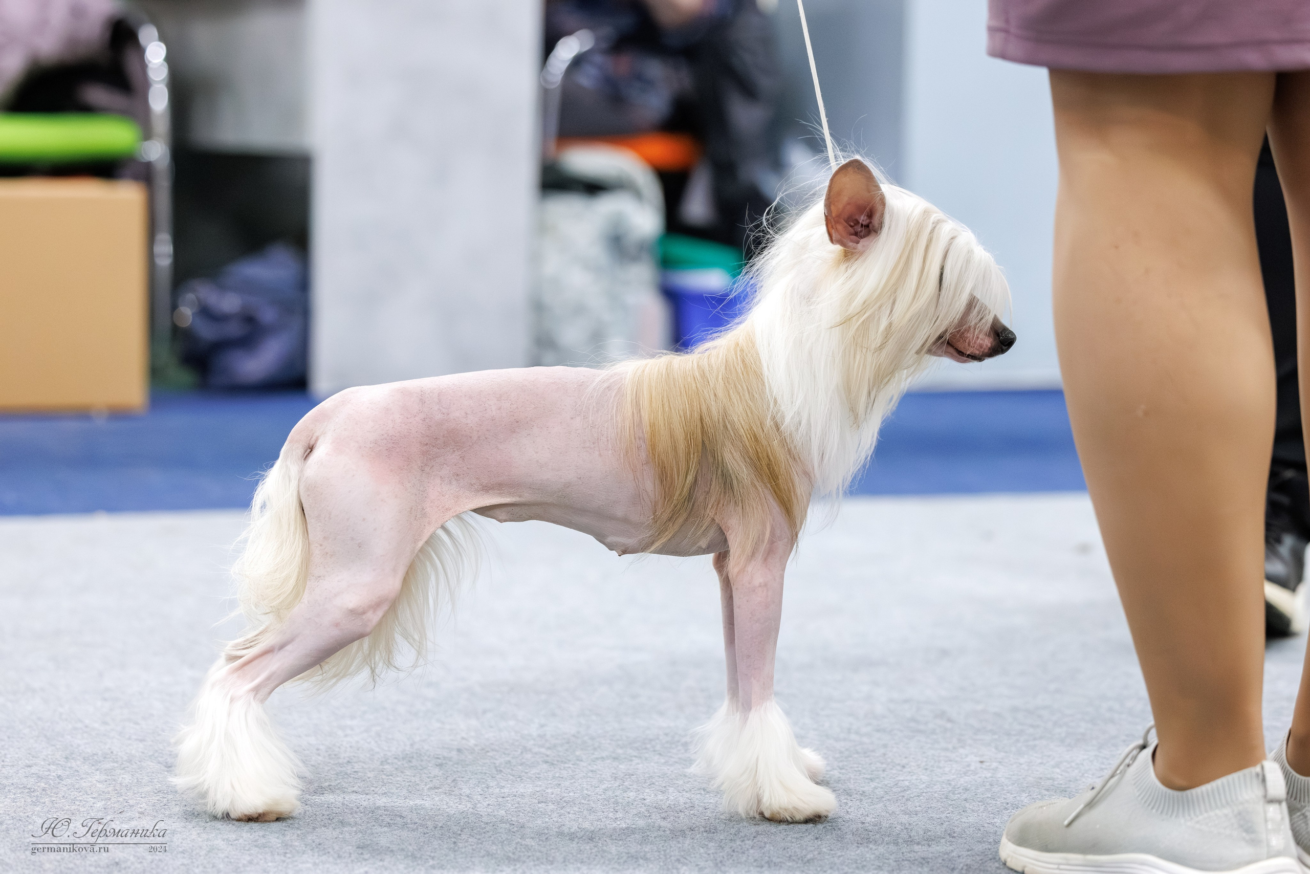 Сфера и Крокус 8,9,16 и 30.03.2025. Фотограф-анималист Юлия Германика