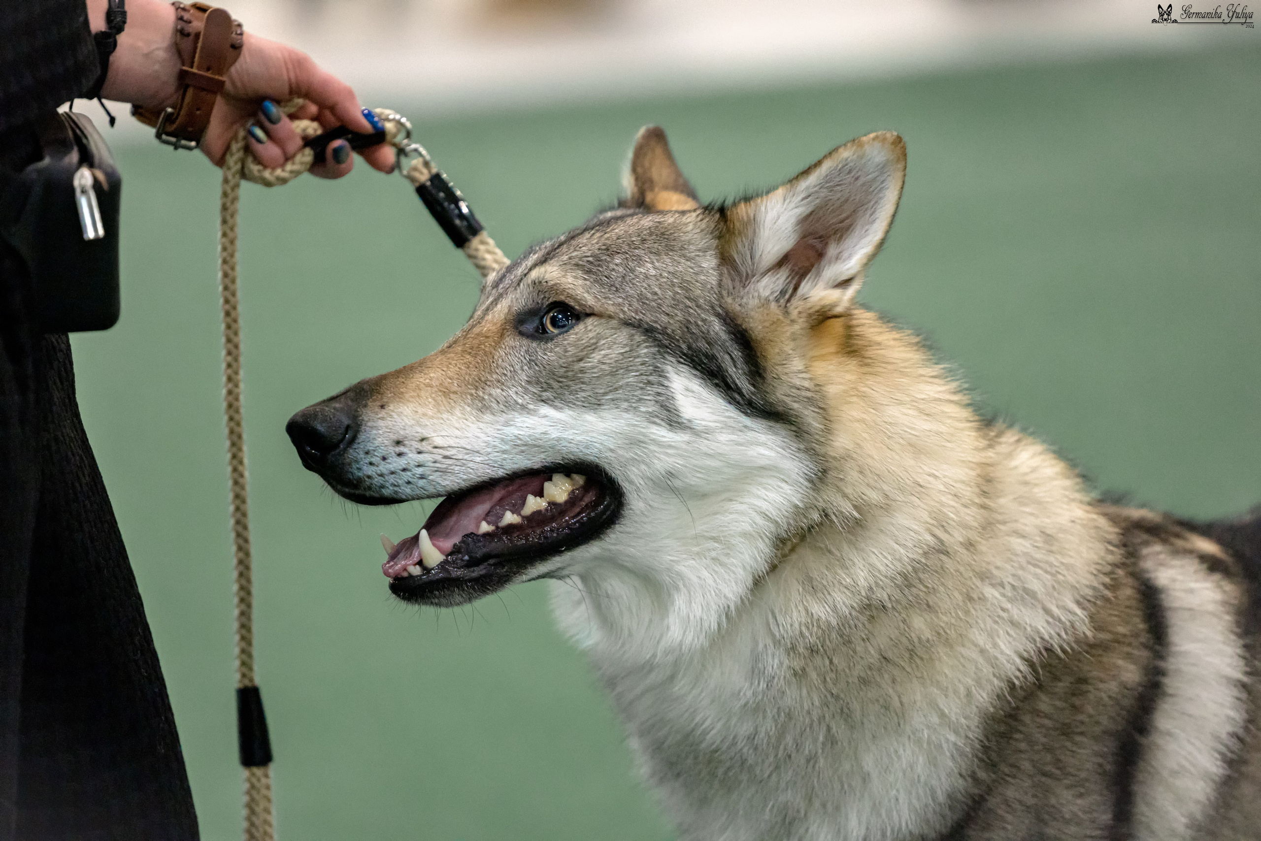 Сабанеевка 26-27.01.2024. Фотограф-анималист Юлия Германика