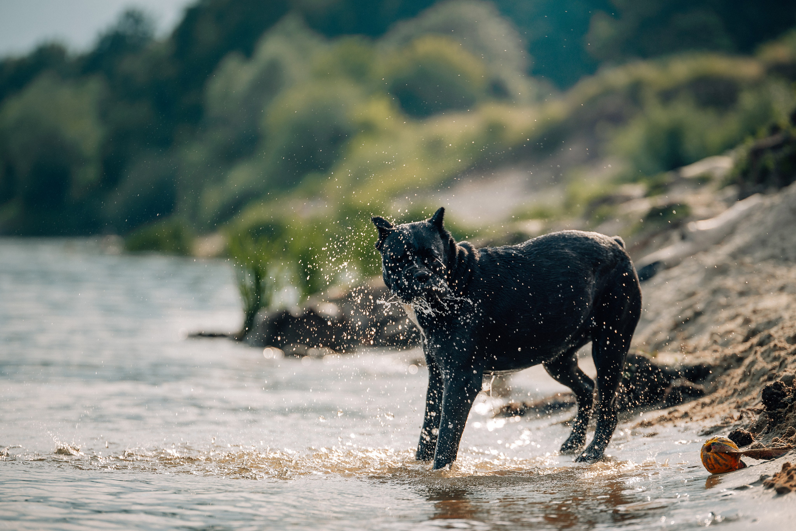 Арина и Николь. Фотограф-анималист Анастасия Парфенова|Екатеринбург