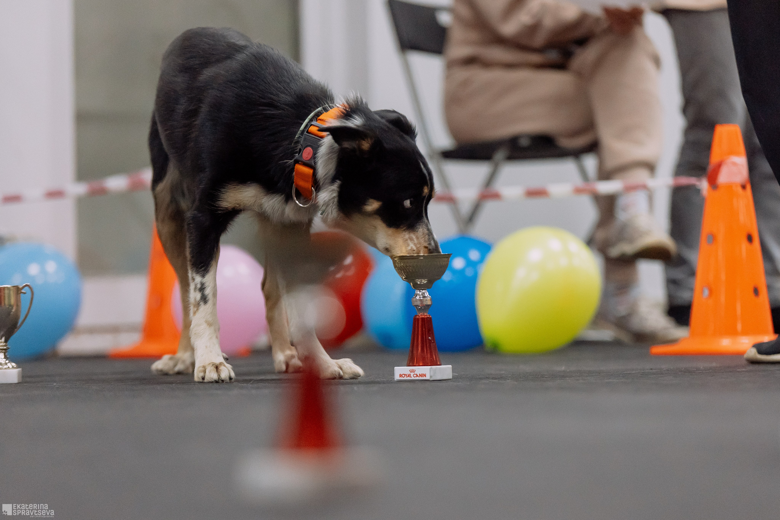 Праздник NoseWork. Фотограф Анималист Екатерина Справцева в Нижнем Новгороде