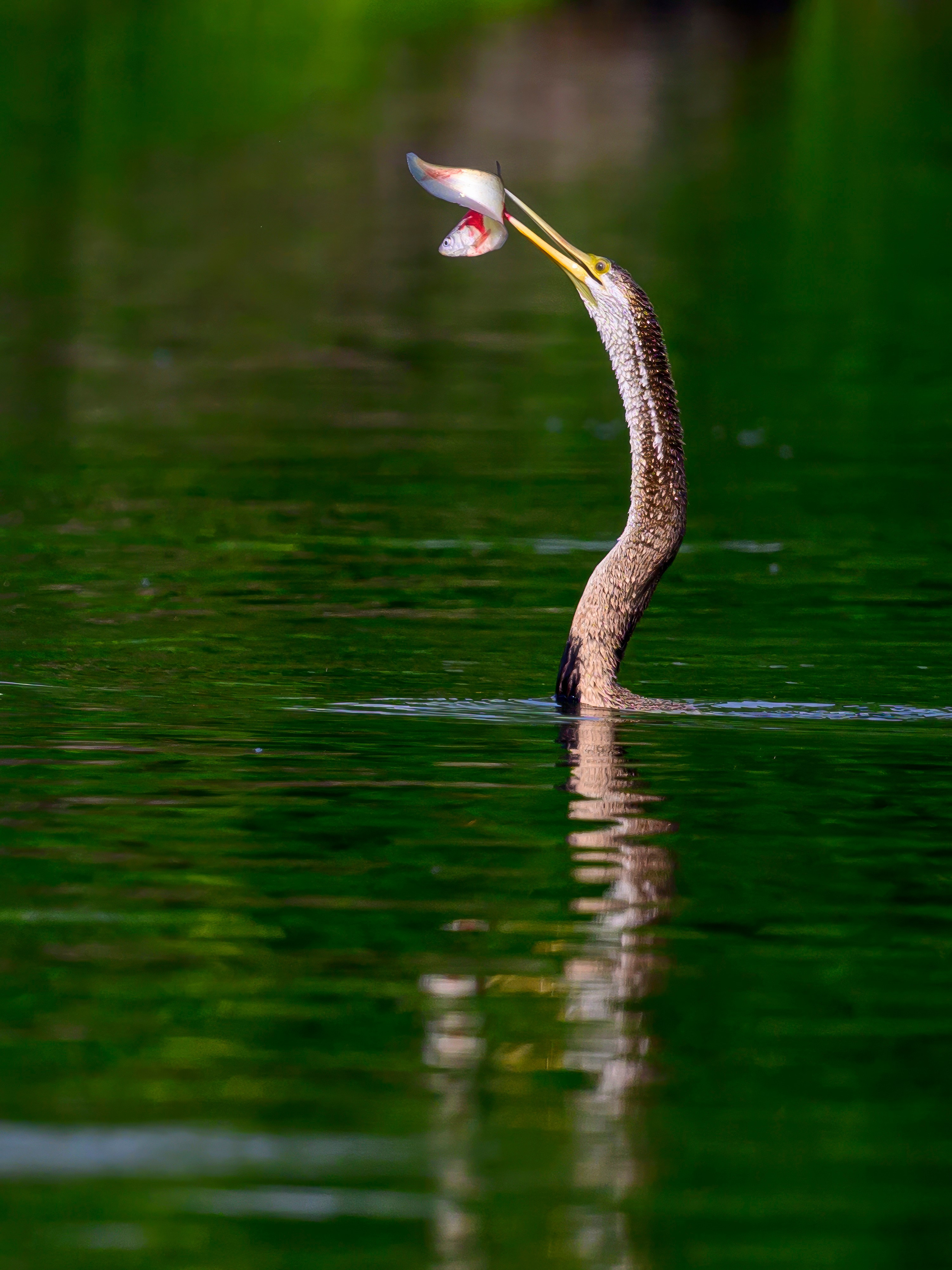 Раджастан, Индия. Wildlife photography by Sergey Puponin