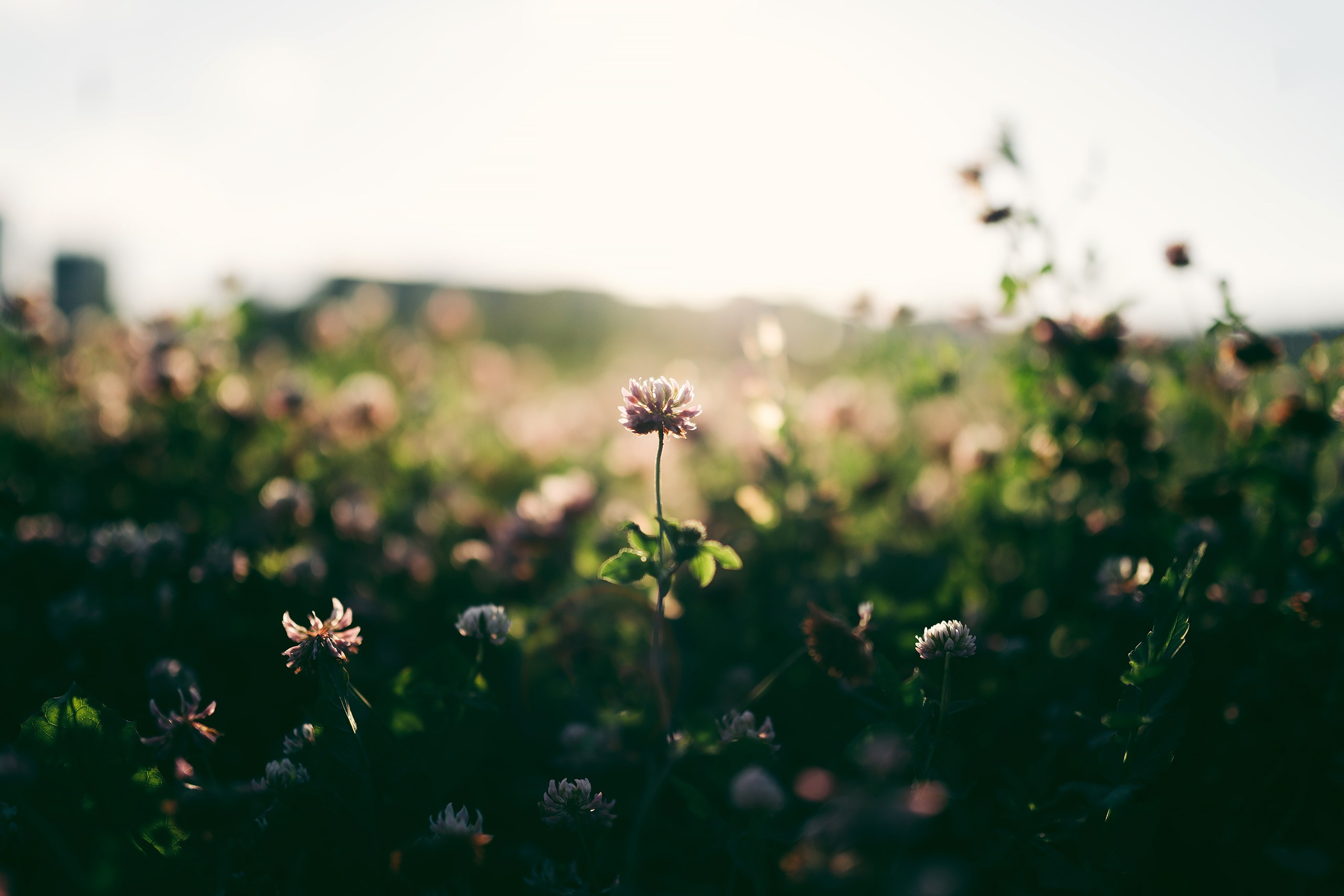 Прогулка на закате. Фотограф Владимир Орлов
