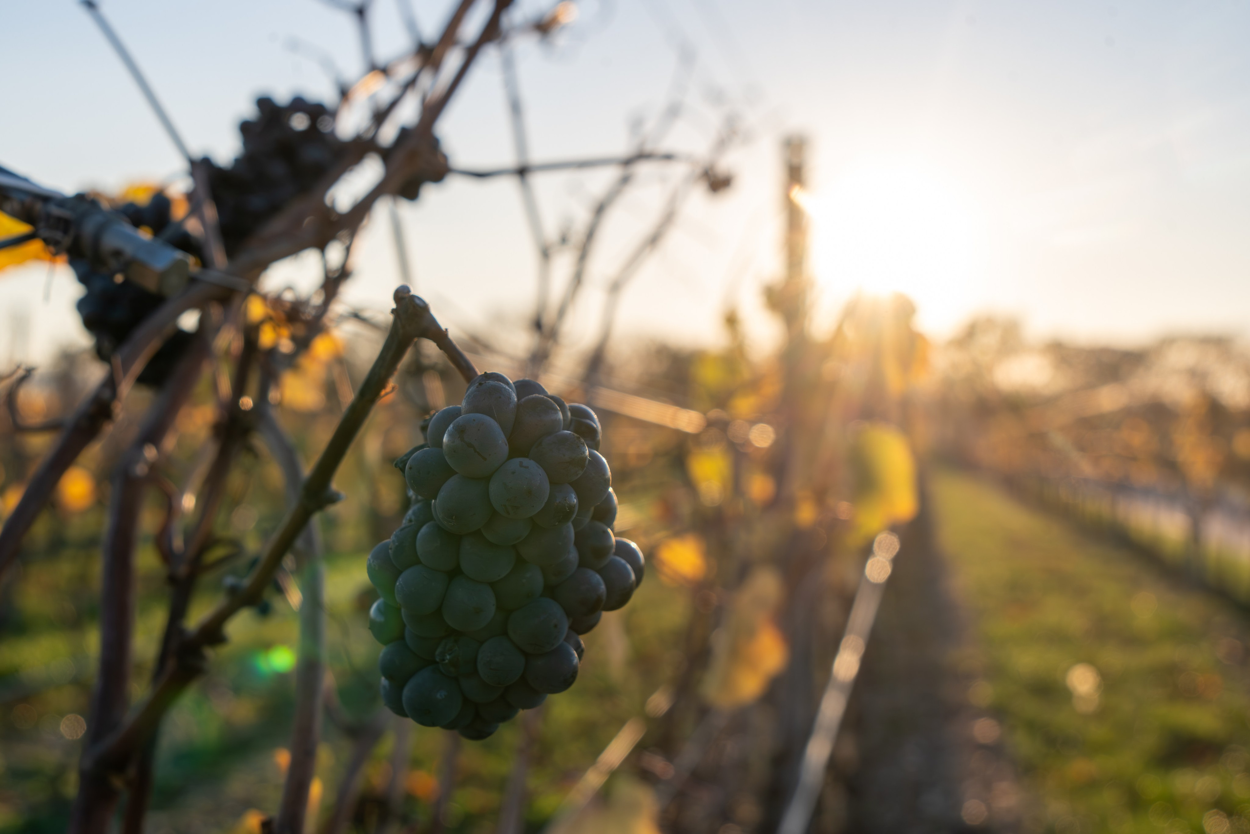Литературная мастерская с Ольгой Шутовой в «Винотеррии». Репортажный фотограф в Красной Поляне и Сочи Павлюченко Екатерина