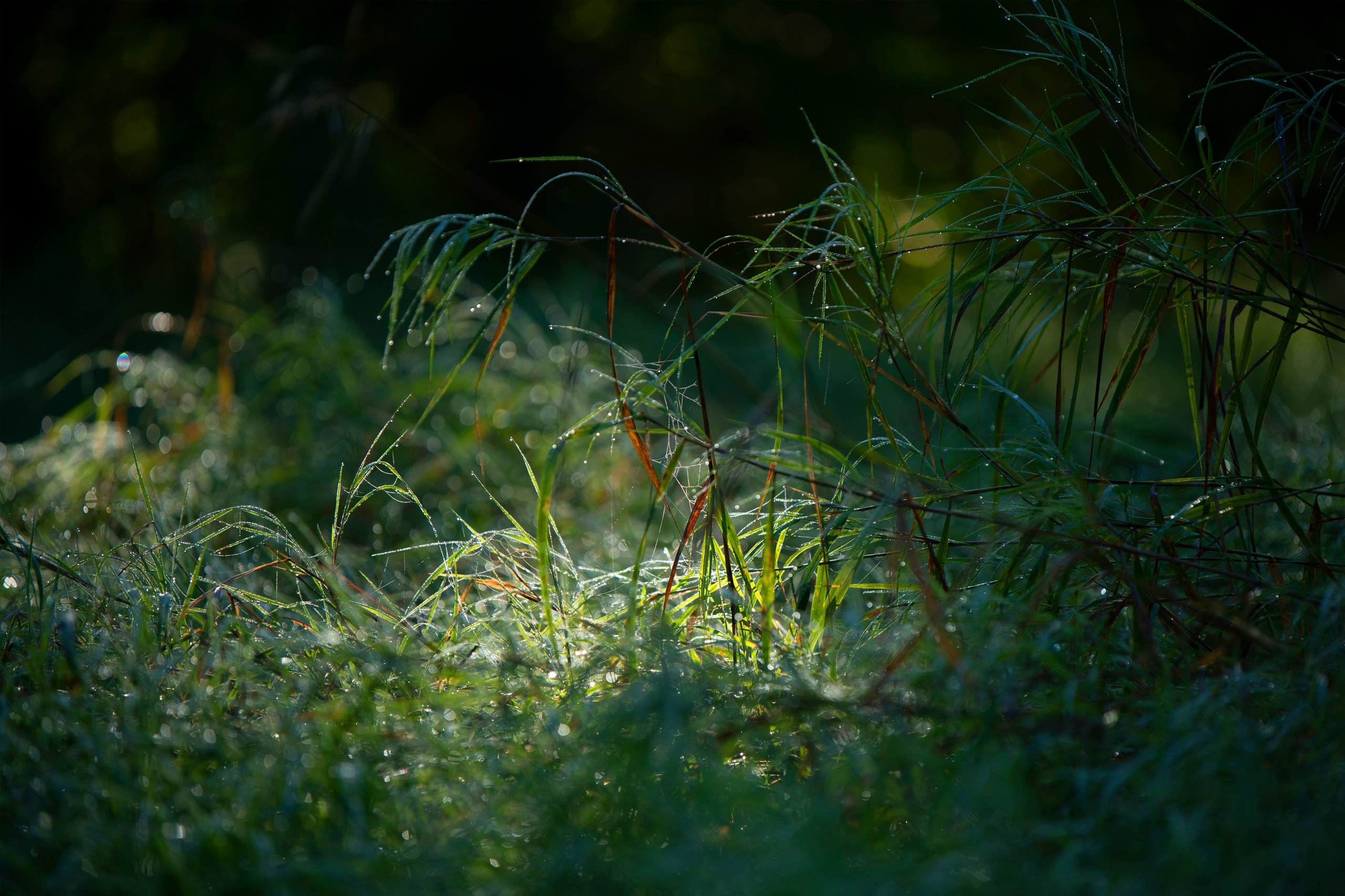 Природа. Команда фотографов Кристины Ивановой