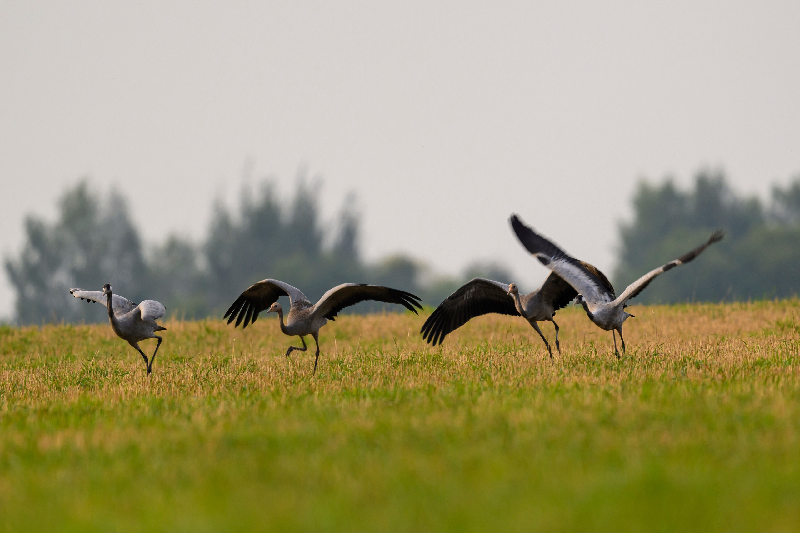 Журавли и большой подорлик. Cranes and Greater spotted eagle. Фотограф Сергей Пупонин