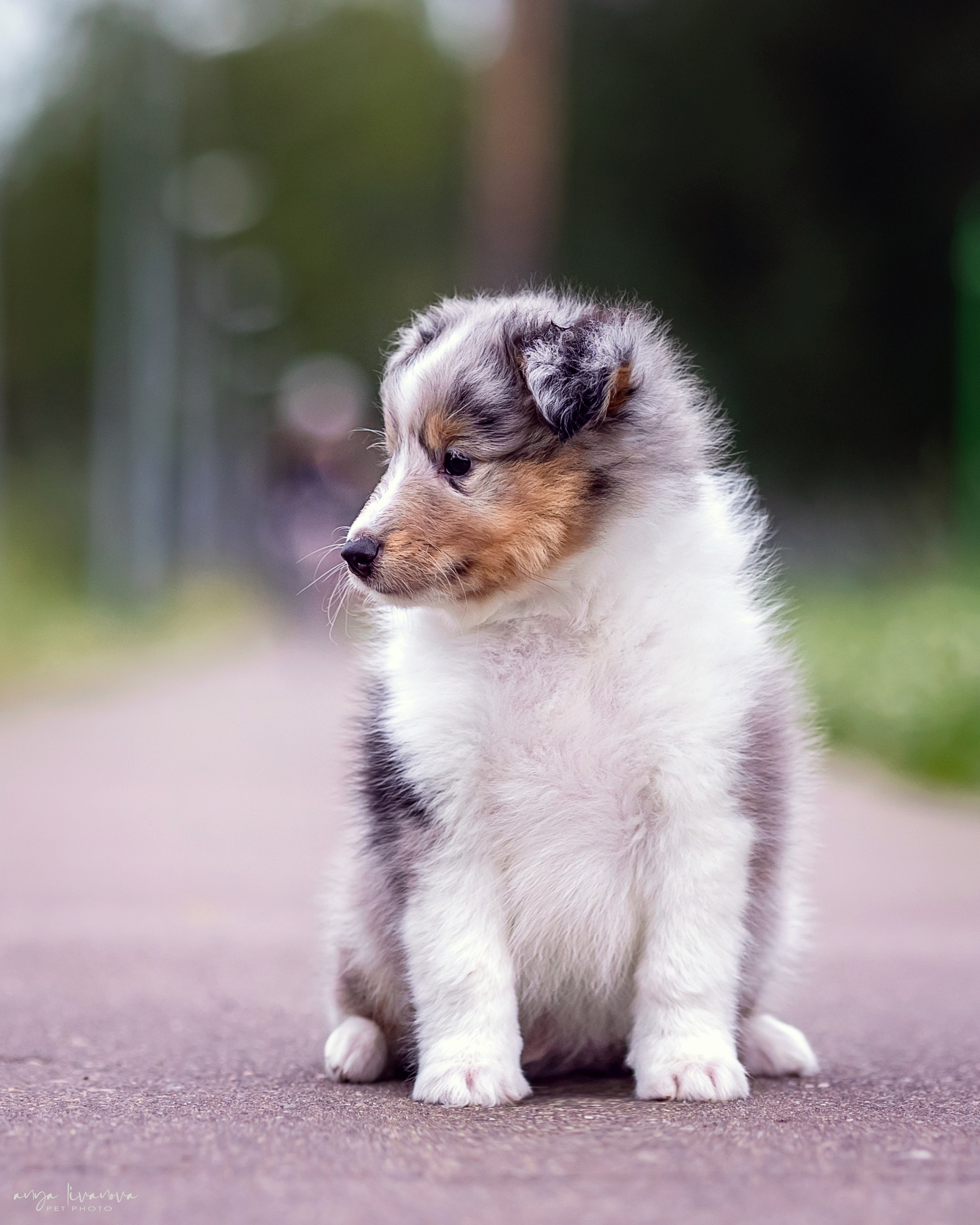 Шелти. Фотограф анималист Аня Ливанова | Рыбинск