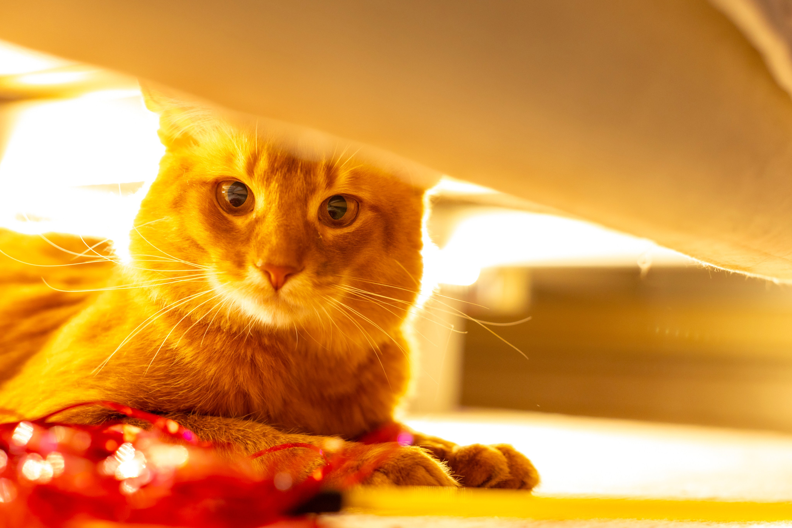 Сомали. Art my Pho