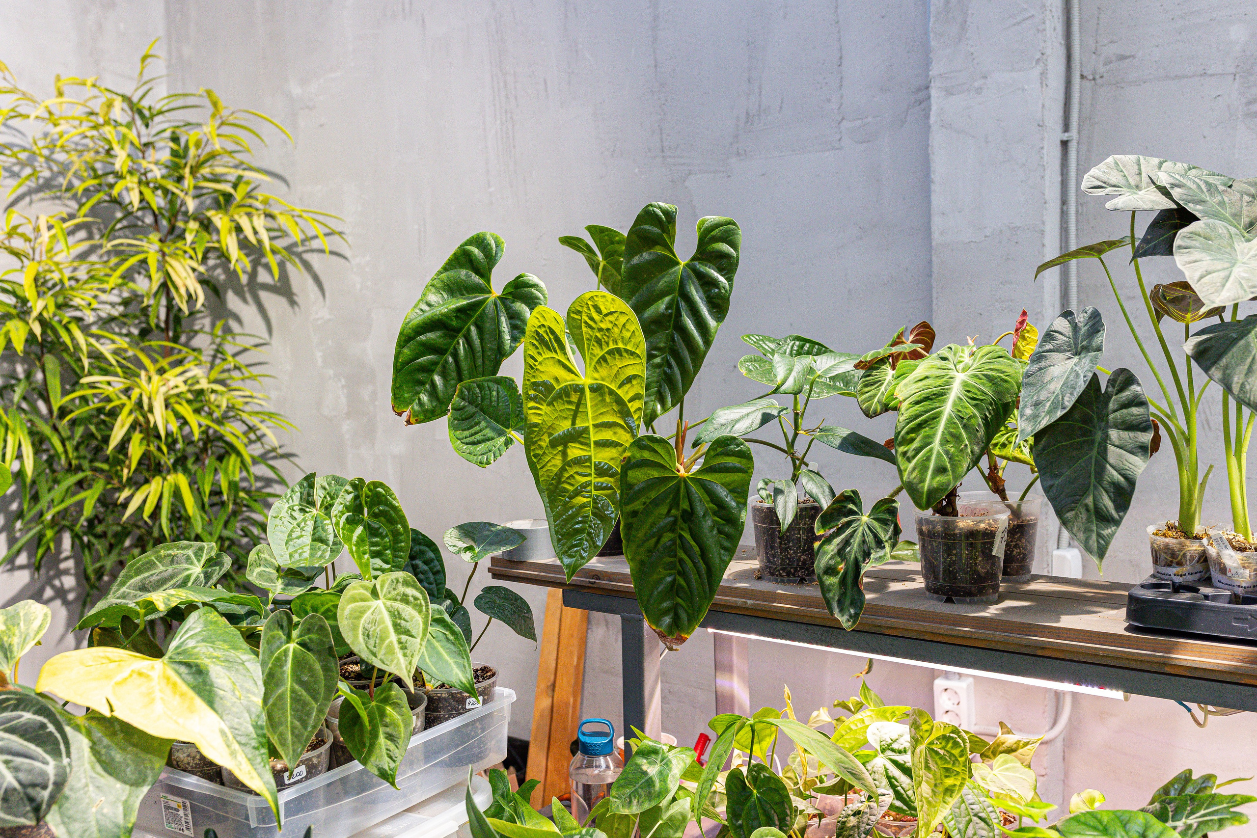 Green rare июнь 2025. Александра Куликова фотограф, Москва