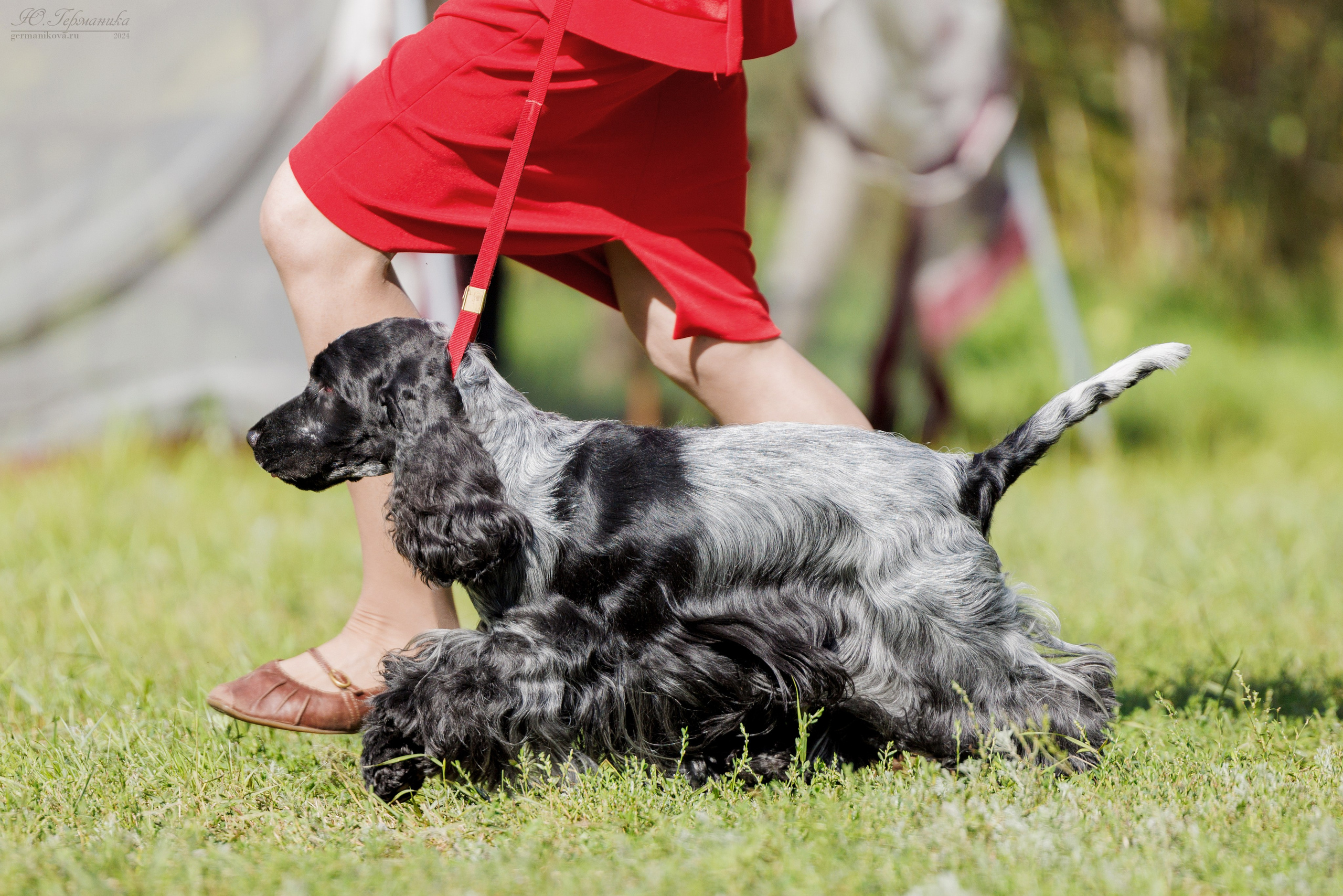 Астана 2хCACIB 17-18.08.2024. Фотограф-анималист Юлия Германика