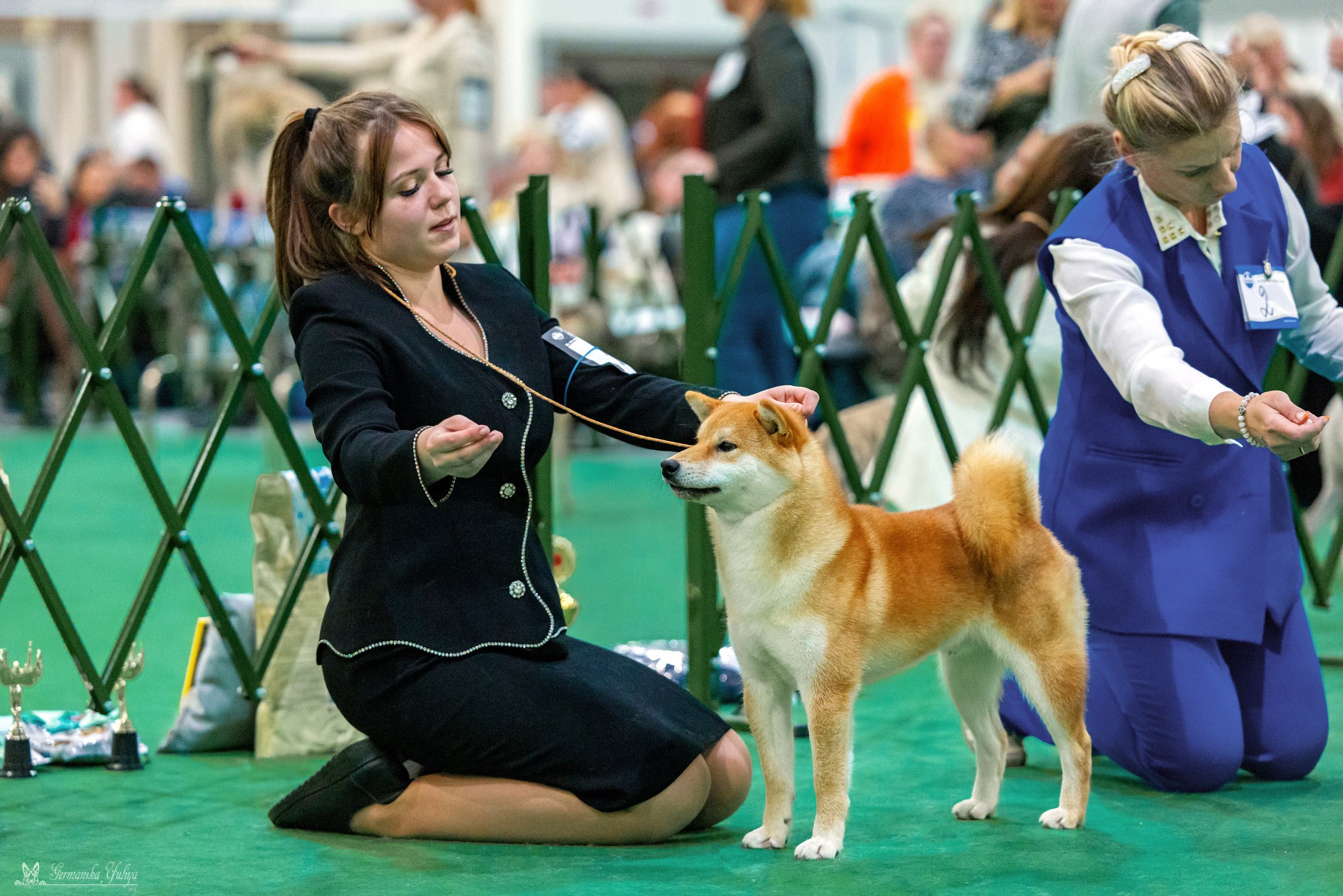 Сфера 29.10,Крокус 4.11,Сфера 12.11.2023. Фотограф-анималист Юлия Германика