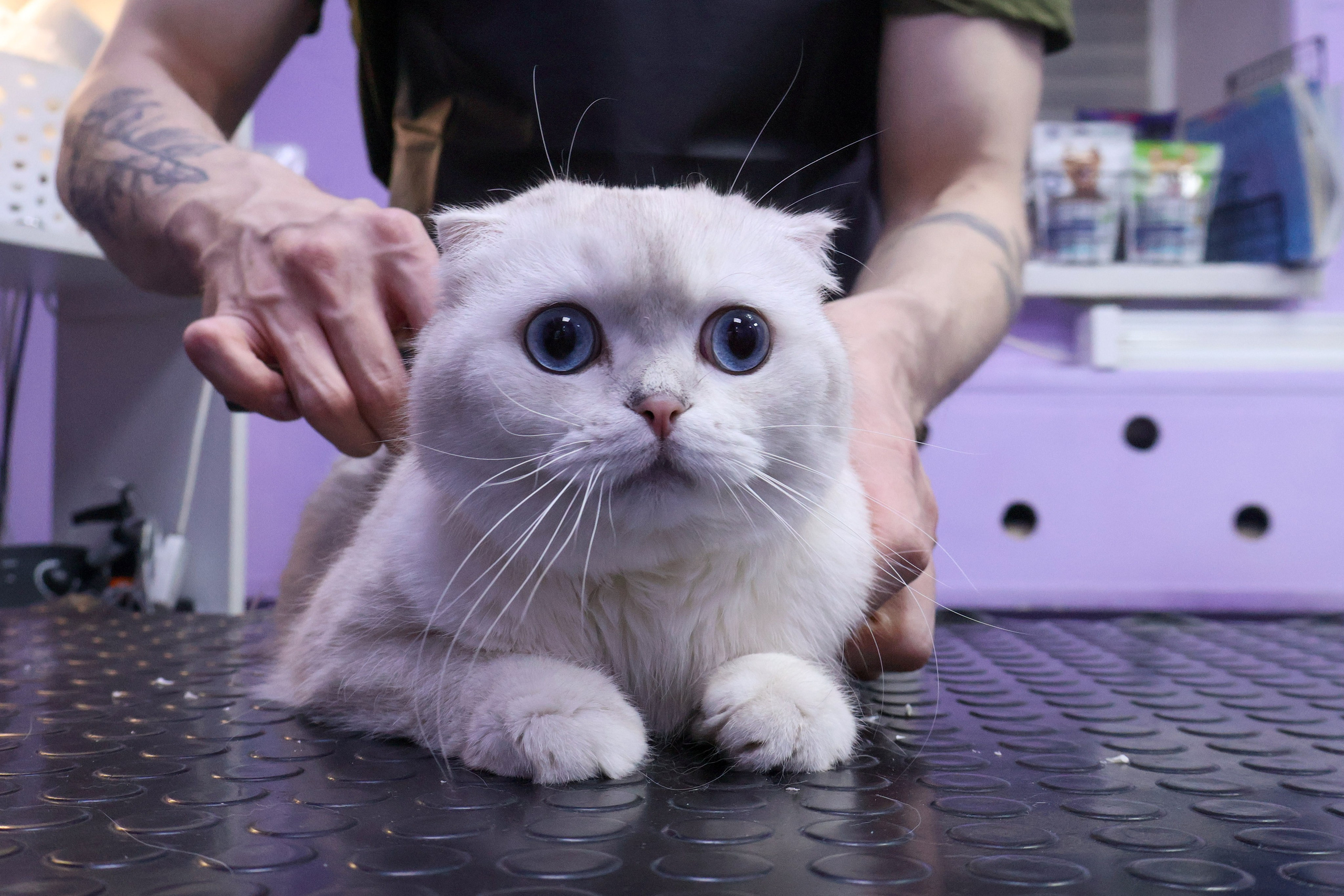 Усы, лапы, хвост. Фотограф ChelFedor