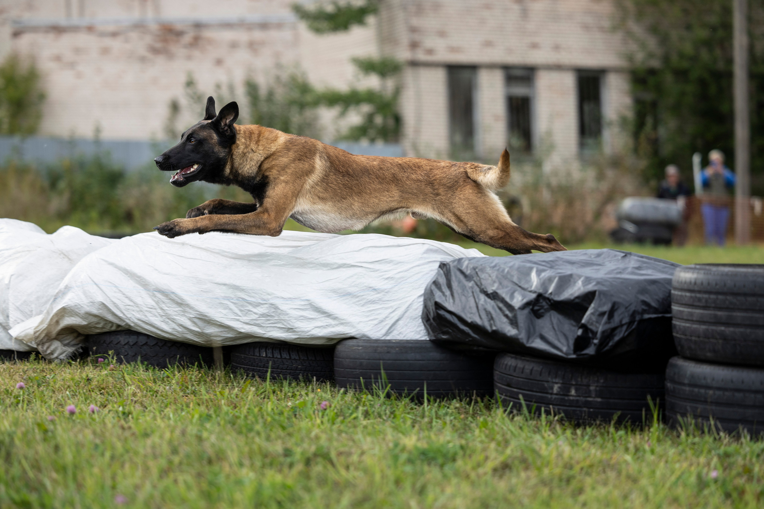 Испытания по Мондьорингу г. Пушкин. Фотограф-анималист Анна Маринич