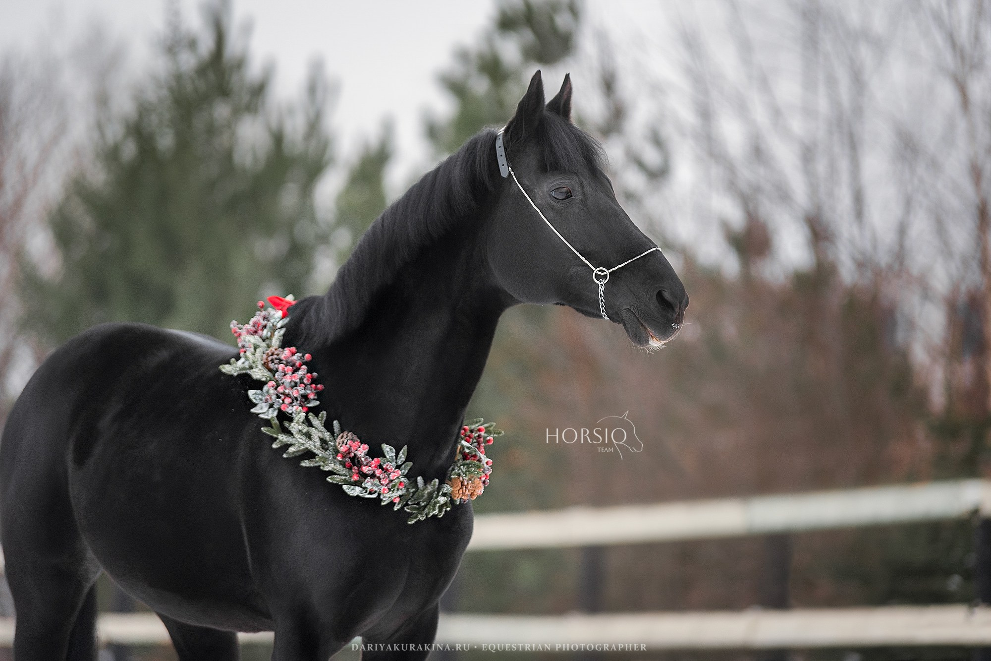 Доватор, HORSIO. Конный фотограф Куракина Дарья • Фотосессии с лошадьми