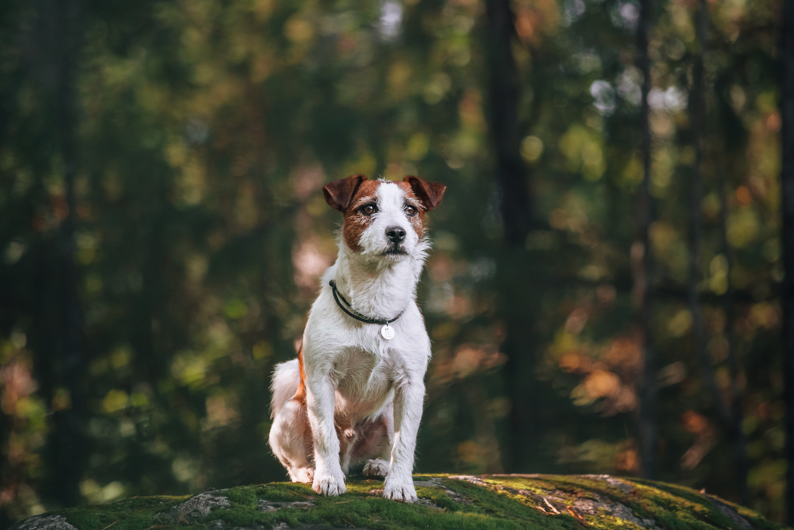 Фотопрогулка в Ленобласти. Фотограф-анималист Татьяна Степанова