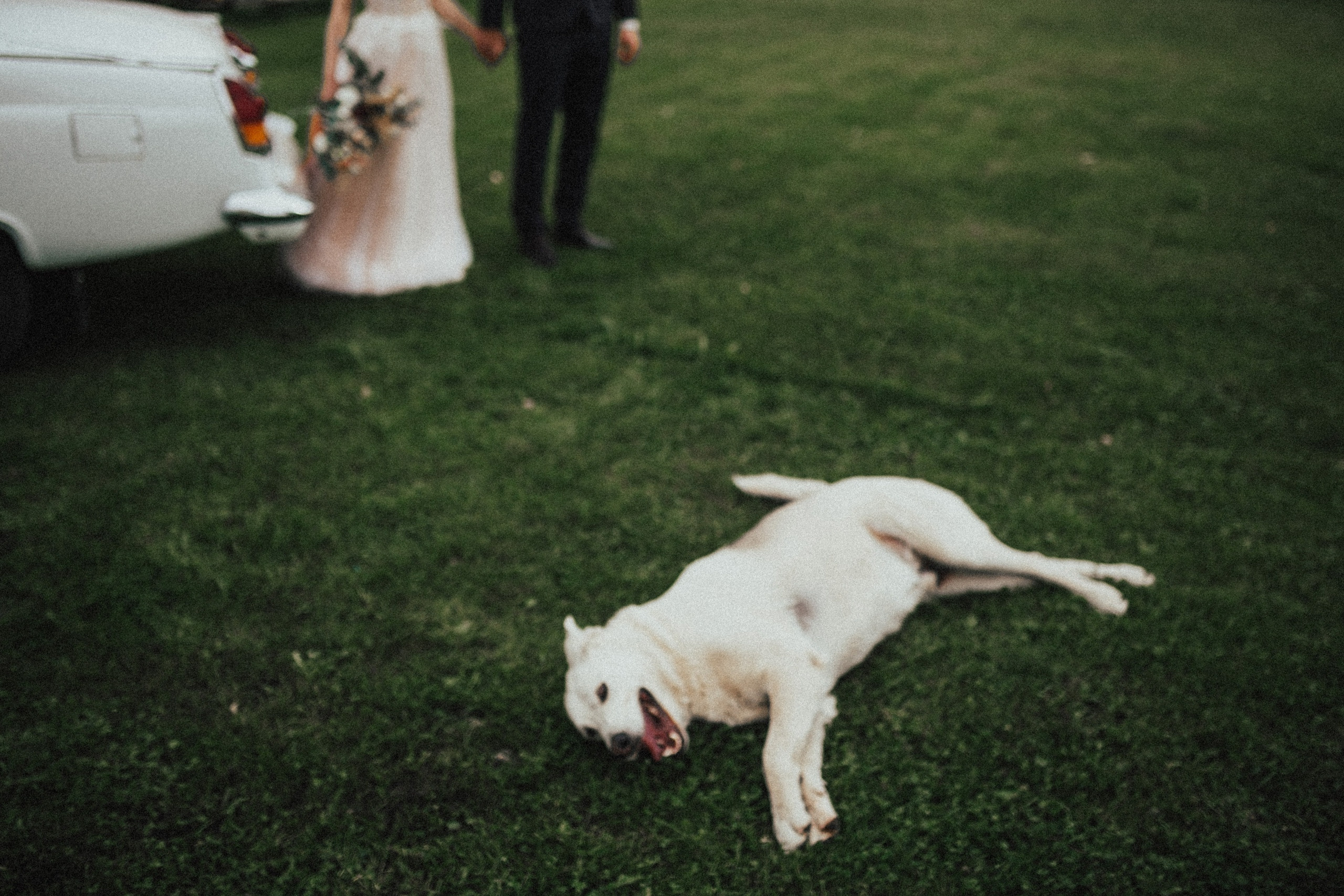 Иван и Елена. Свадебный фотограф Владимир Воронин