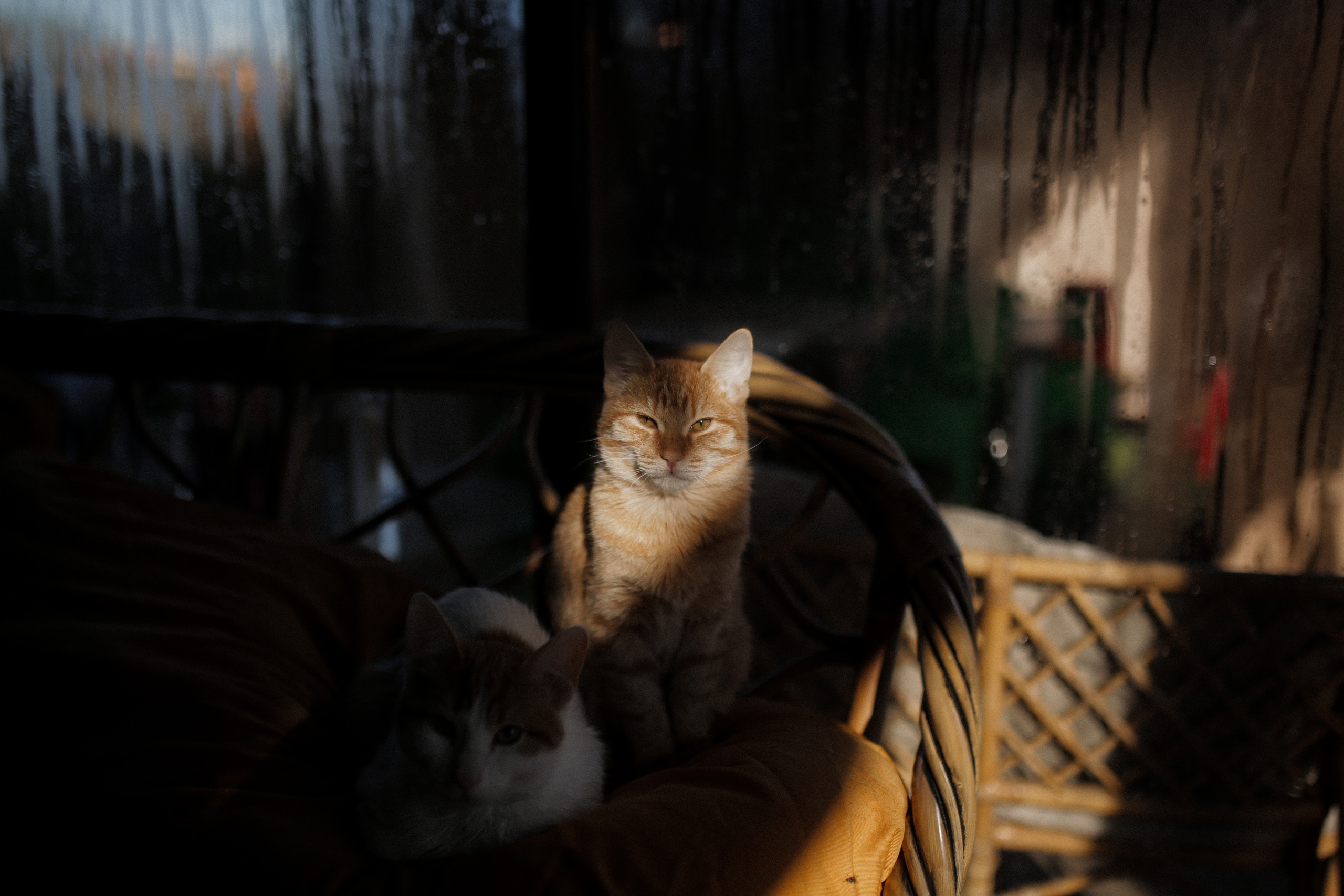 Никита и Валерия. Свадебный фотограф Владимир Воронин
