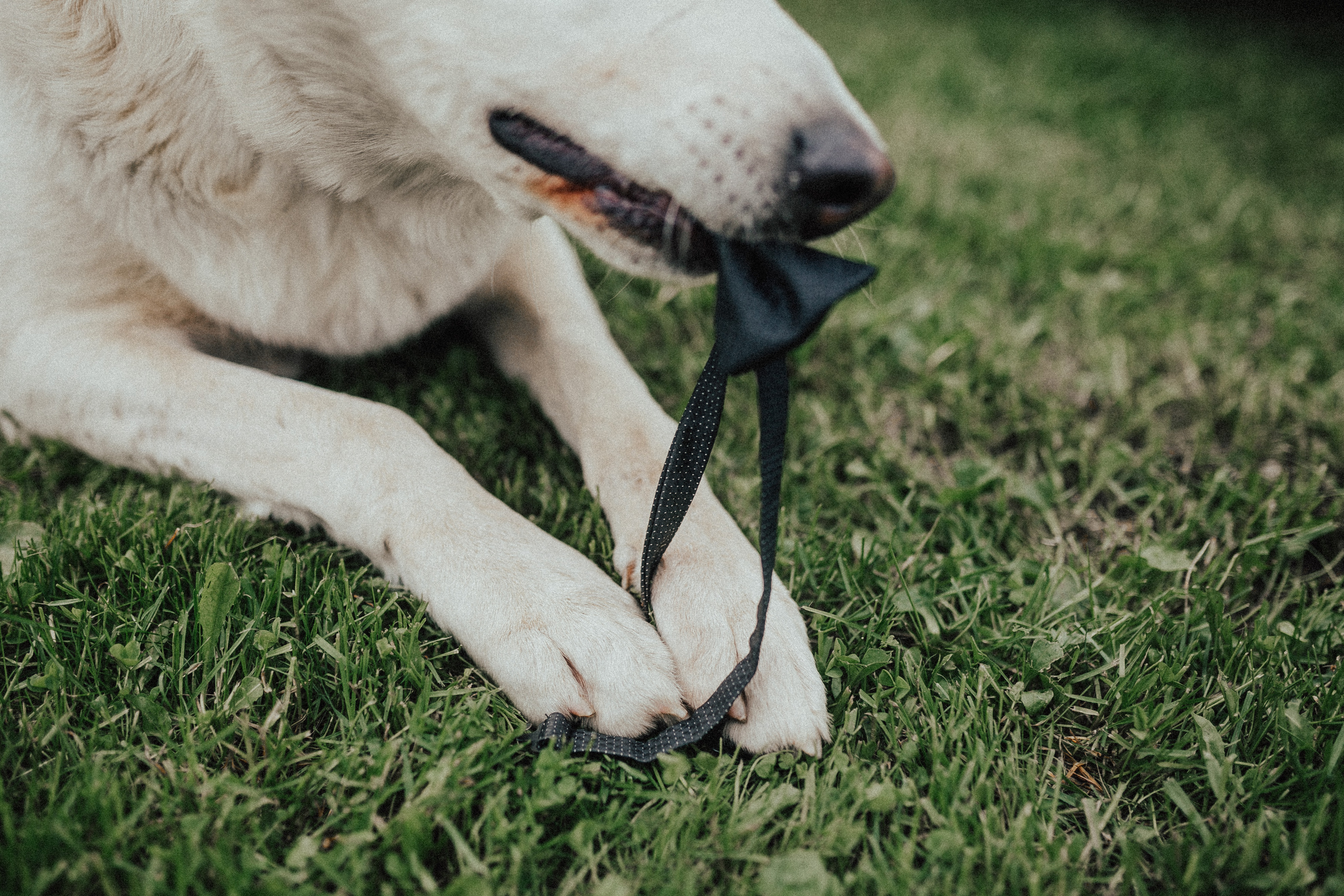 Иван и Елена. Свадебный фотограф Владимир Воронин