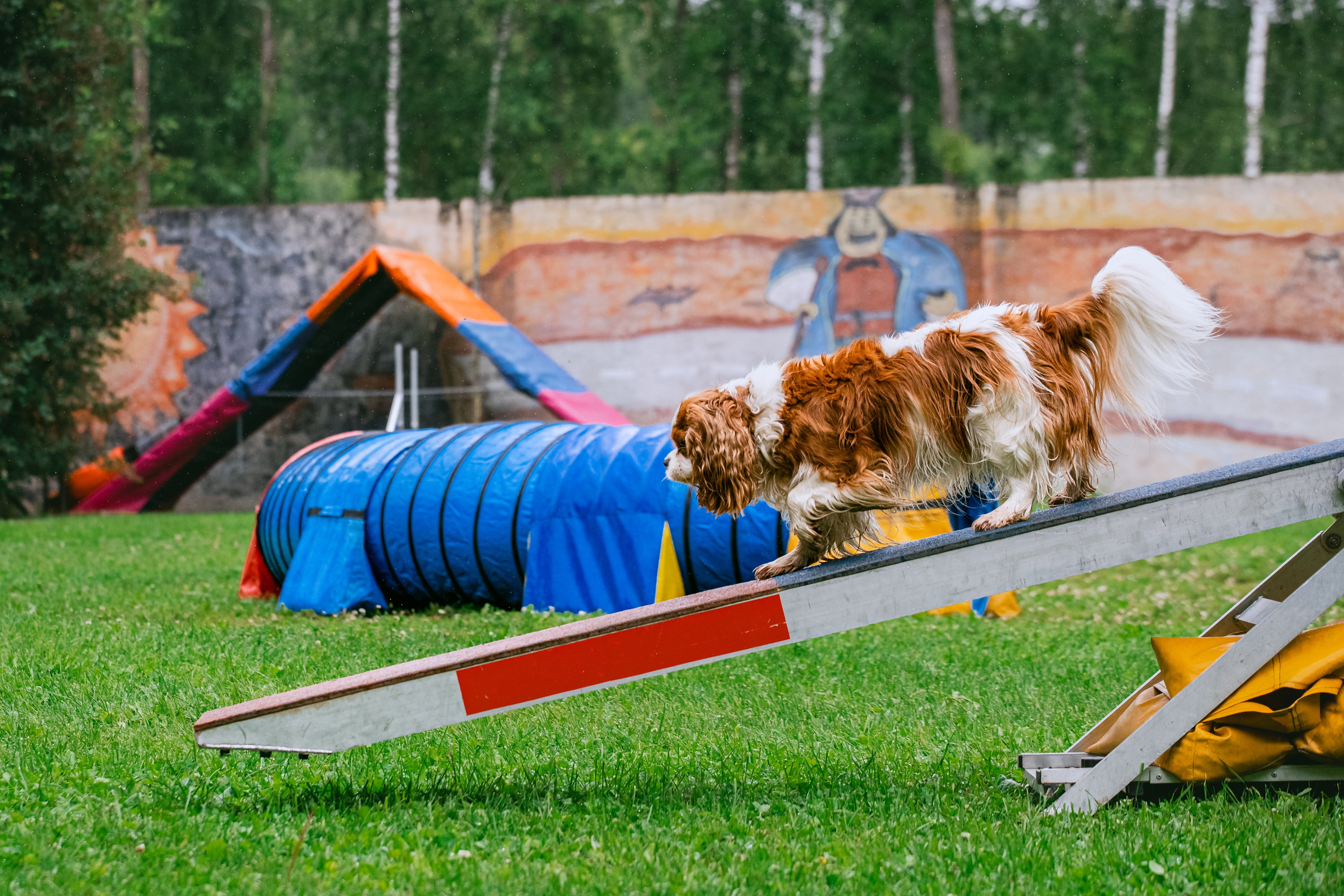 Соревнования по аджилити Долгопрудный 30.06.2025. Фотограф-анималист Татьяна Степанова