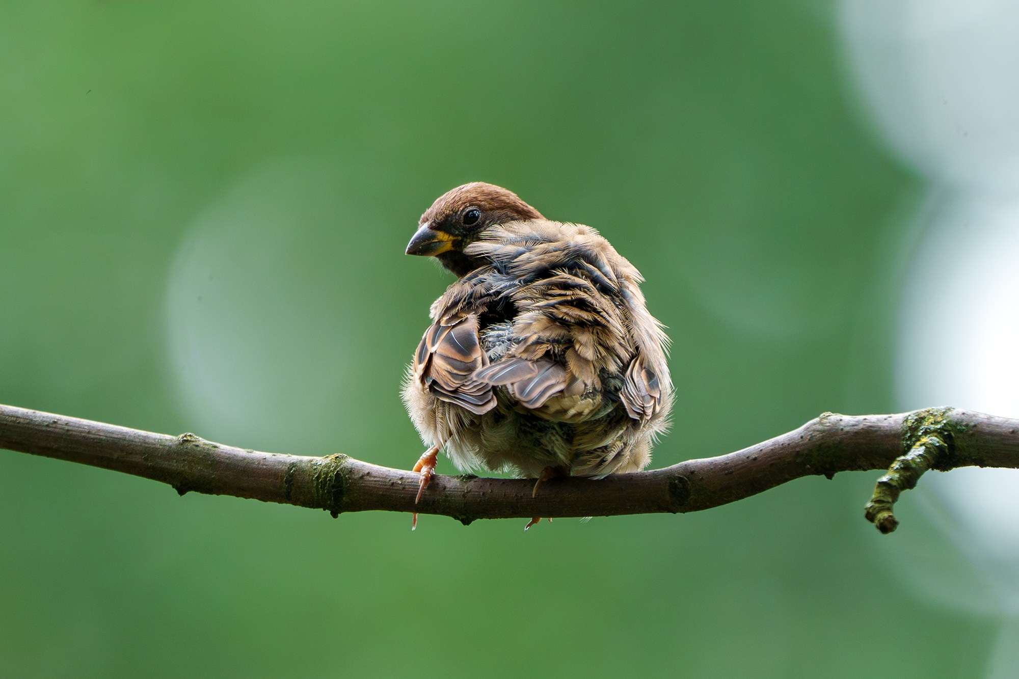 Удивительные мир птиц. Вокруг нас столько прекрасного — присмотритесь!. Ваш личный фотограф Марина Волкова