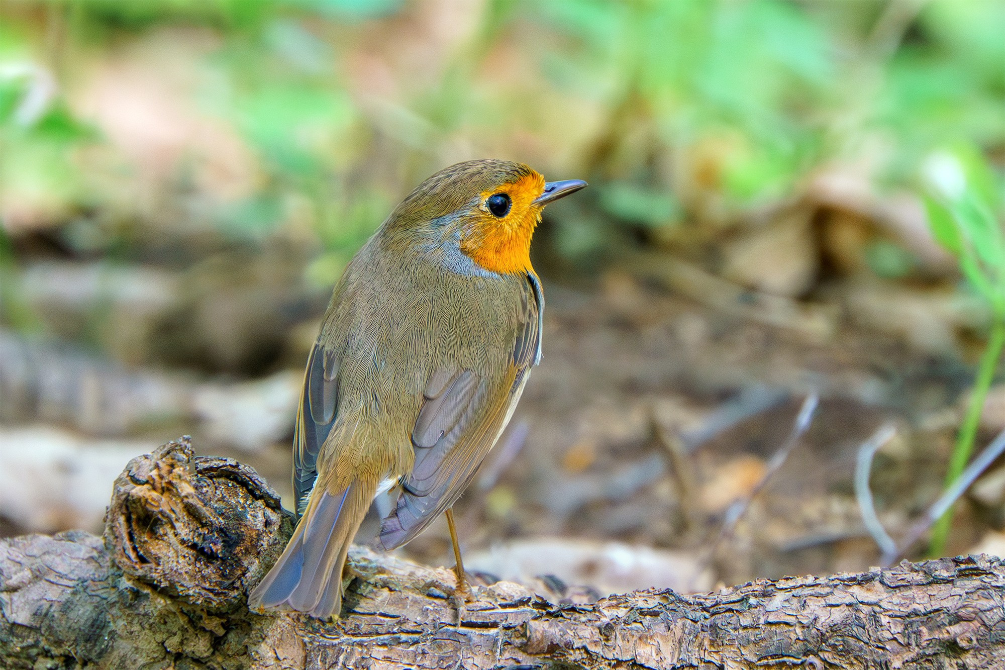 Удивительные мир птиц. Вокруг нас столько прекрасного — присмотритесь!. Ваш личный фотограф Марина Волкова