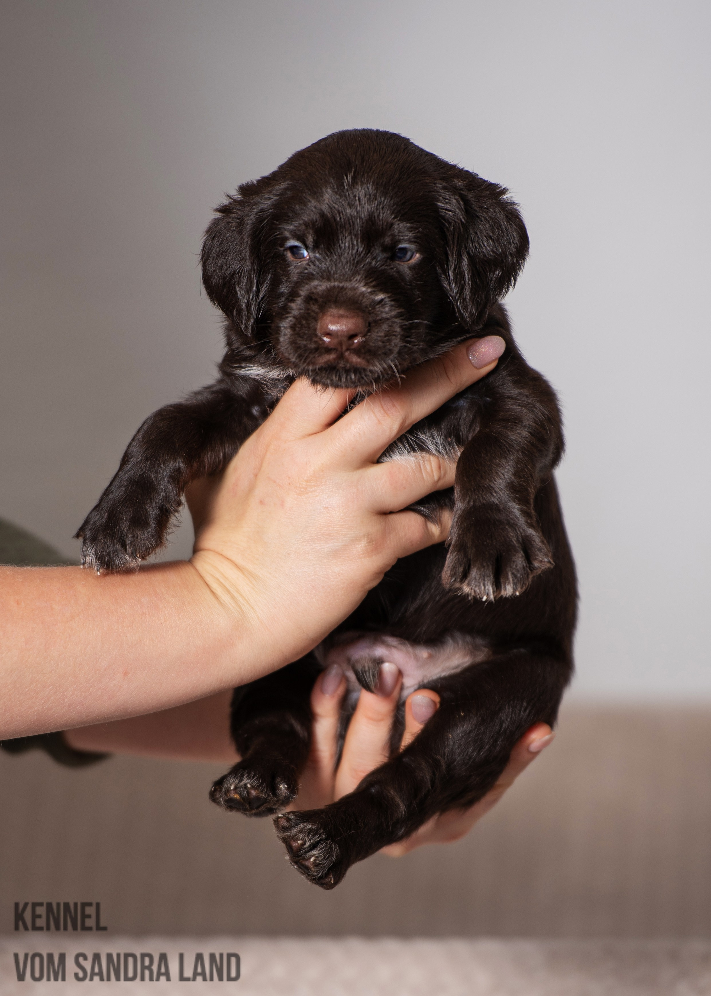 Ворон вом Сандра Лэнд, Voron vom Sandra Land