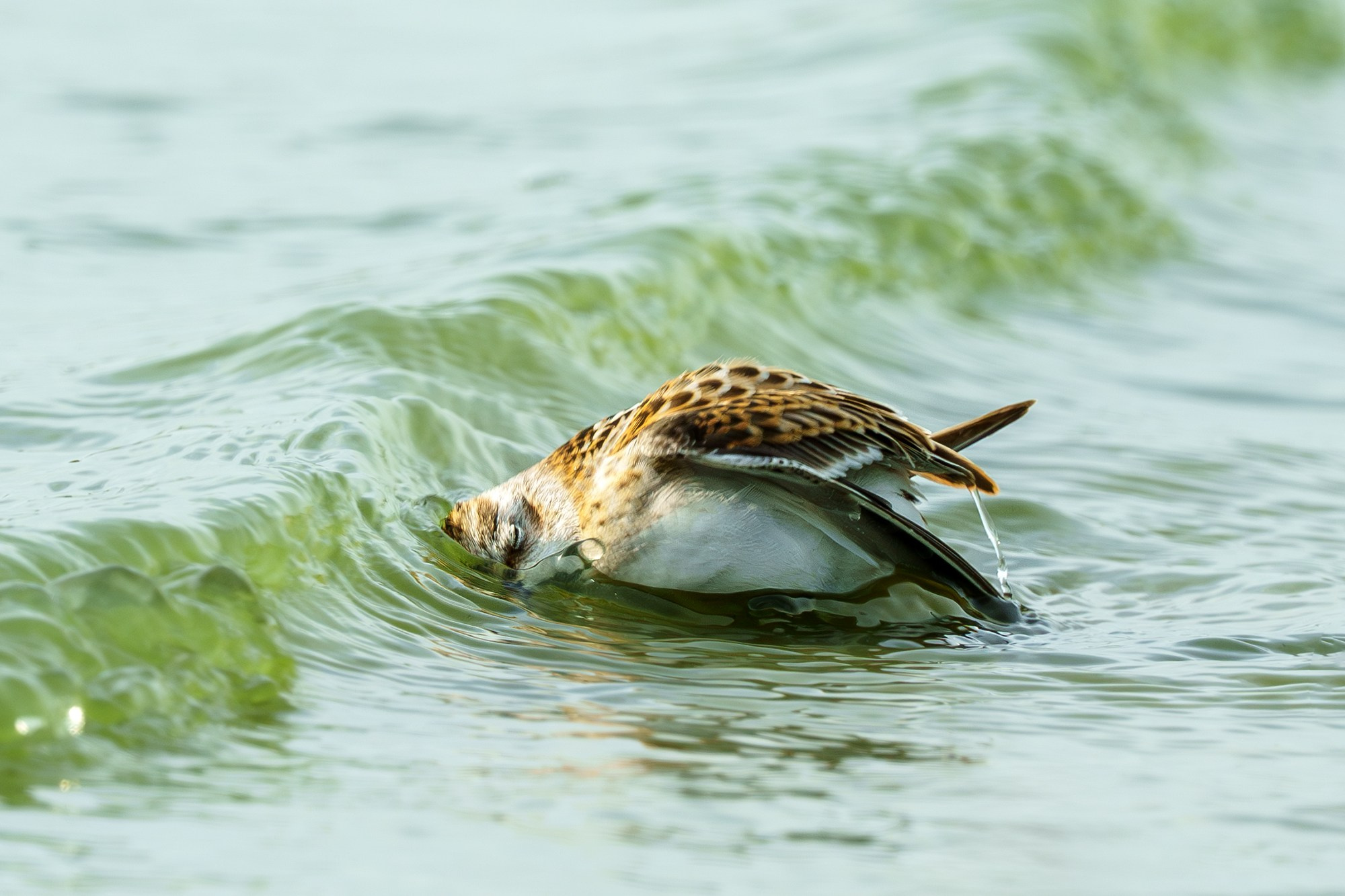 Удивительные мир птиц. Вокруг нас столько прекрасного — присмотритесь!. Ваш личный фотограф Марина Волкова