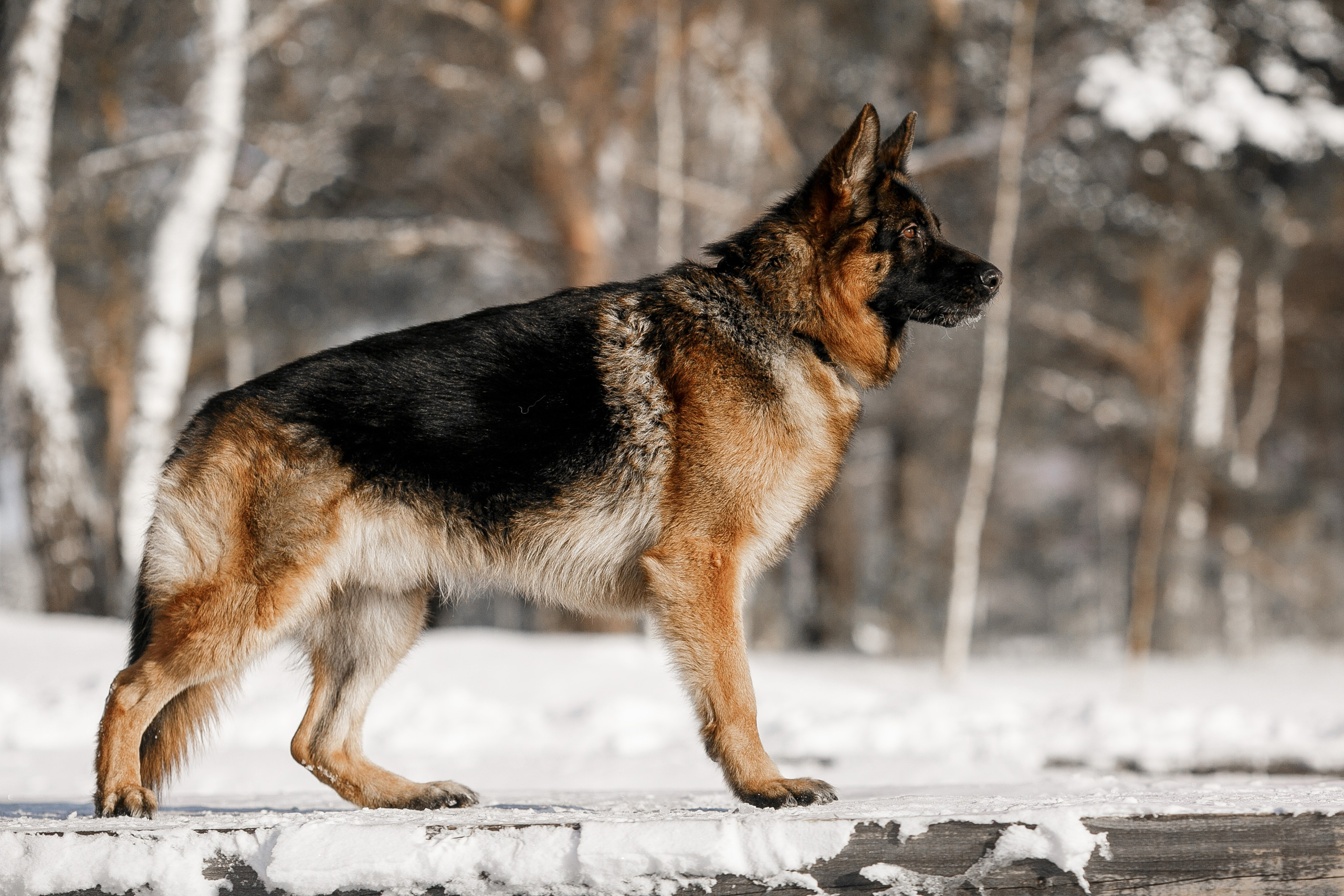 Репортажный фотограф Борис Геер