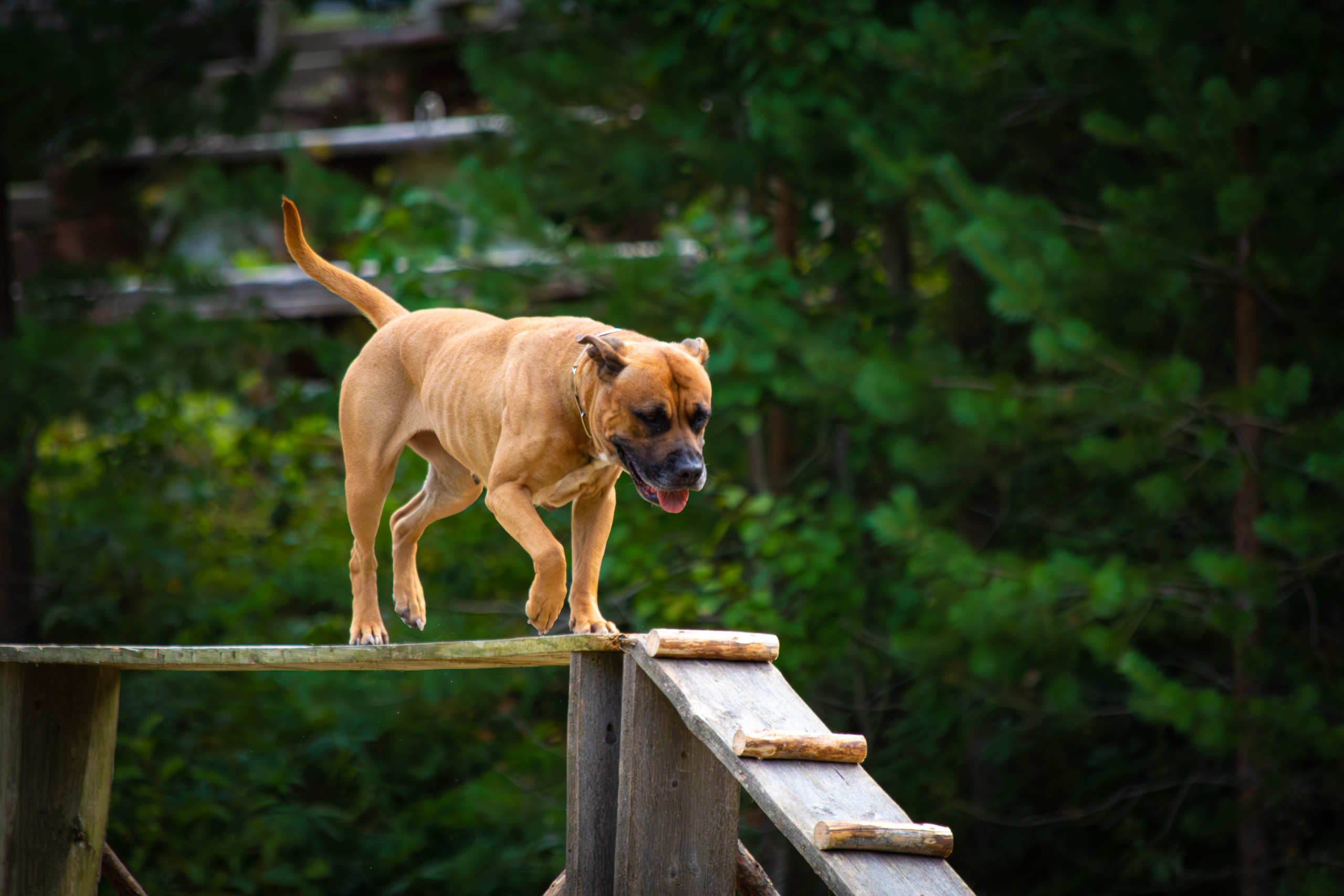 Фотограф анималист репортаж. Фотограф анималист — Тула, Москва