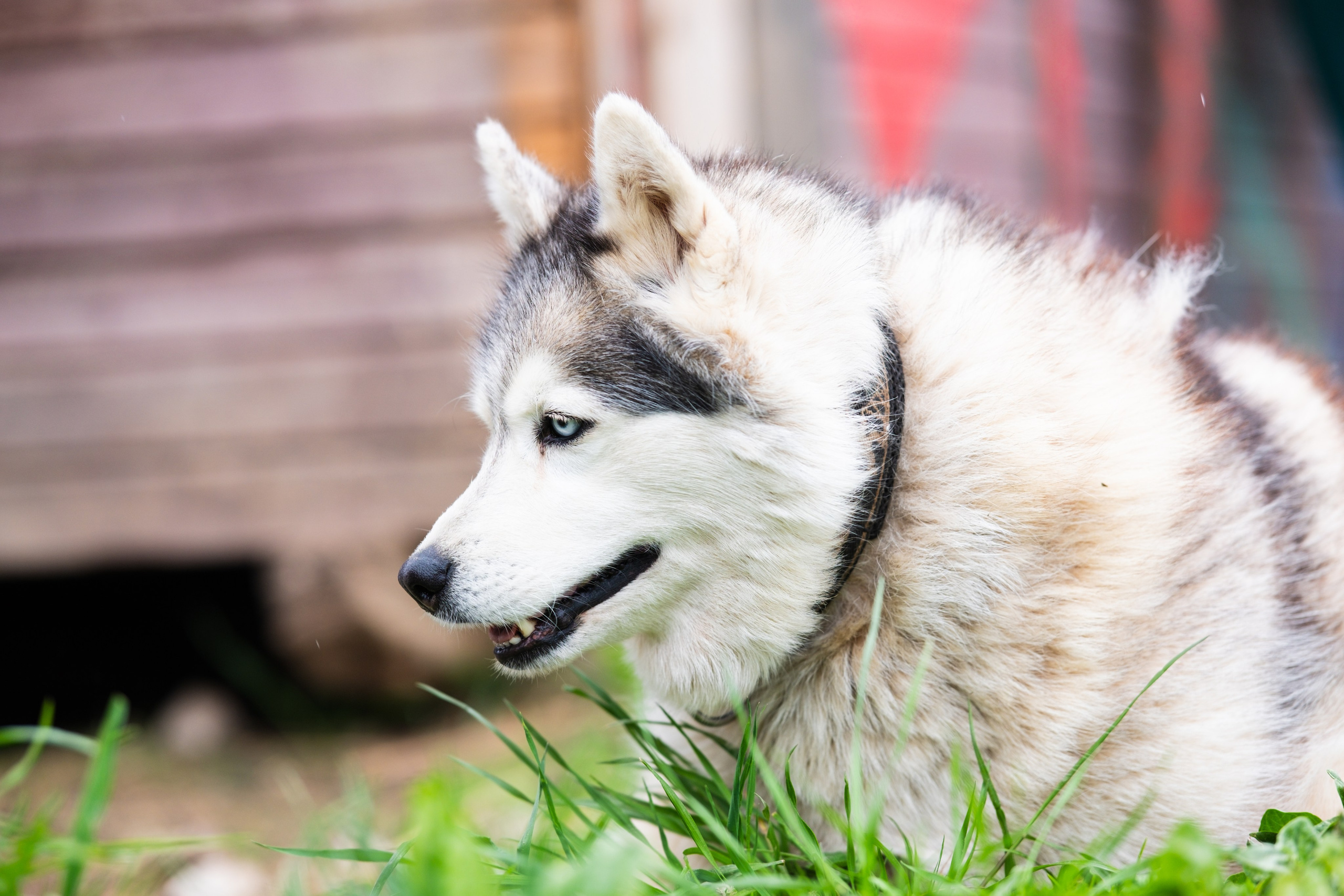 Приют Хаски. KRUTOVA_фотографирую жизнь