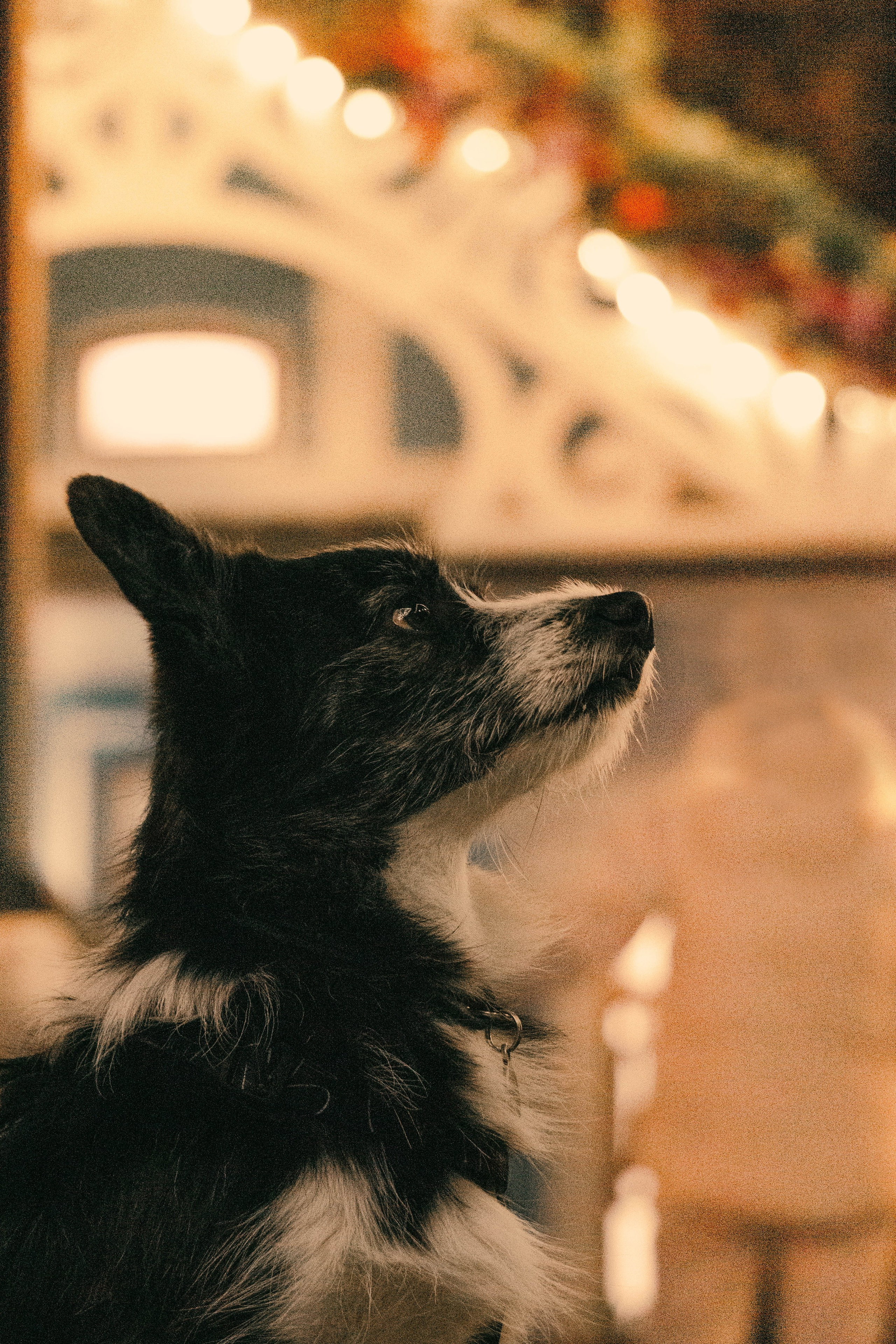 Даша и Тюбик. Фотограф-анималист Ксения Воробьева, Москва