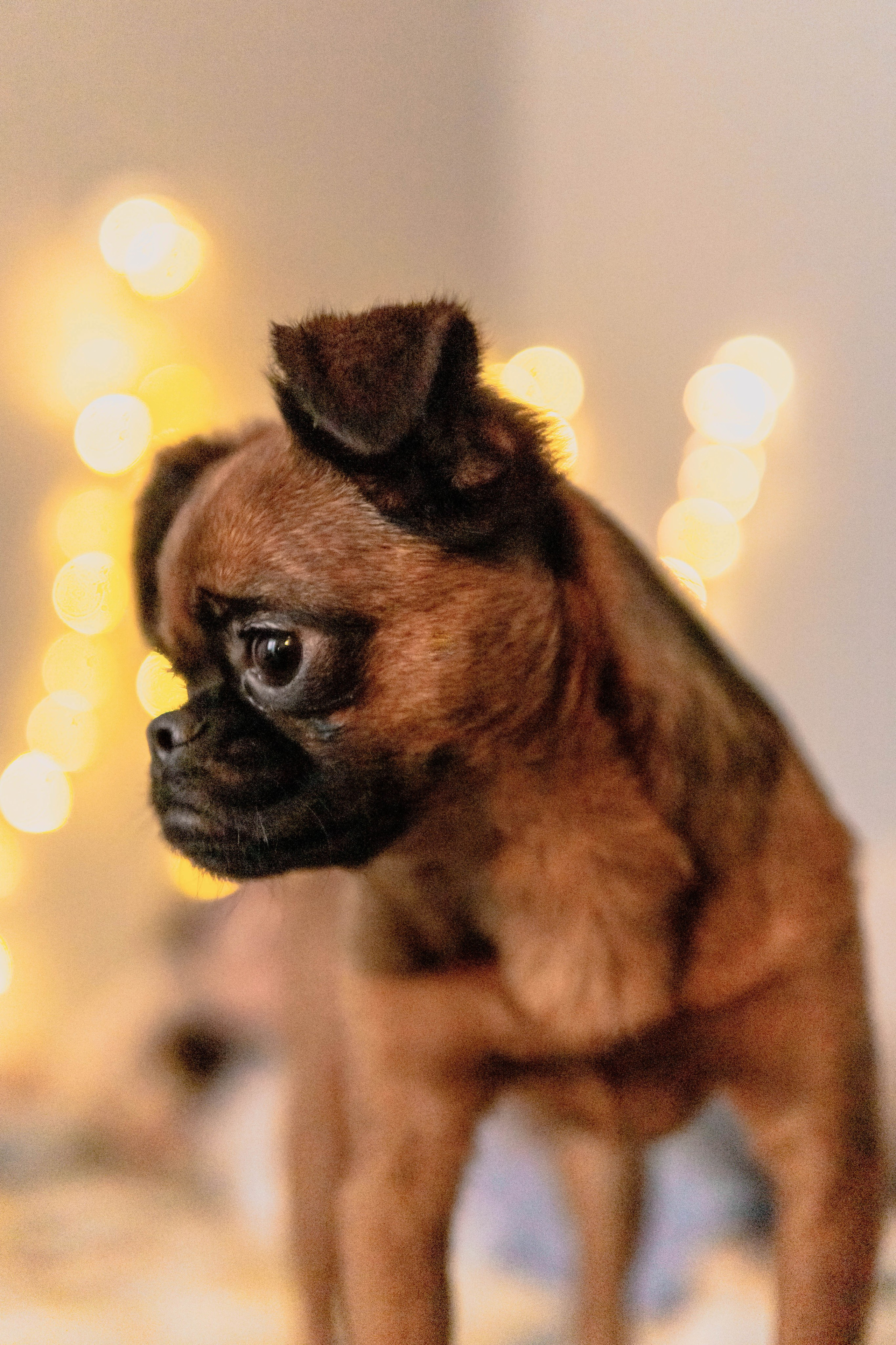 Надя и Ефим. Фотограф-анималист Ксения Воробьева, Москва