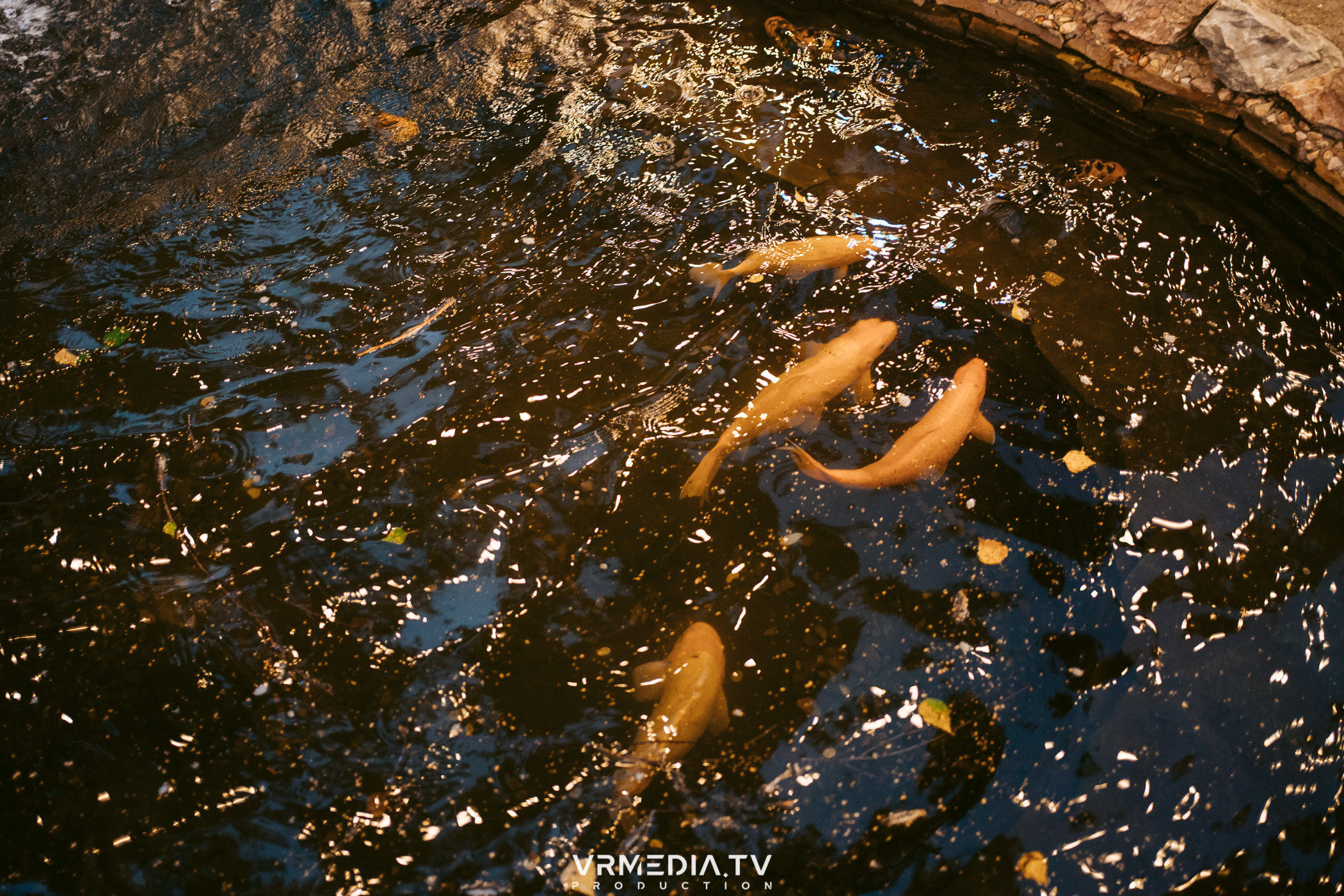 В гостях «У Петровича»