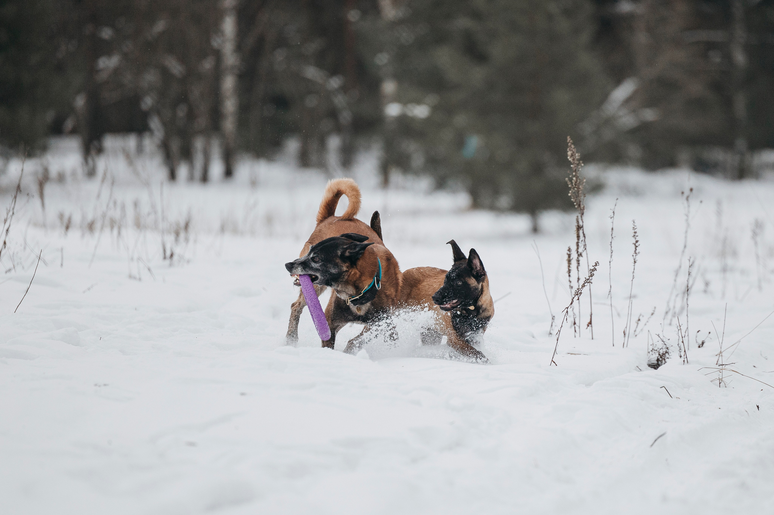 Даша, Омен, Айс и Рицу. Фотограф-анималист Анна Маринич