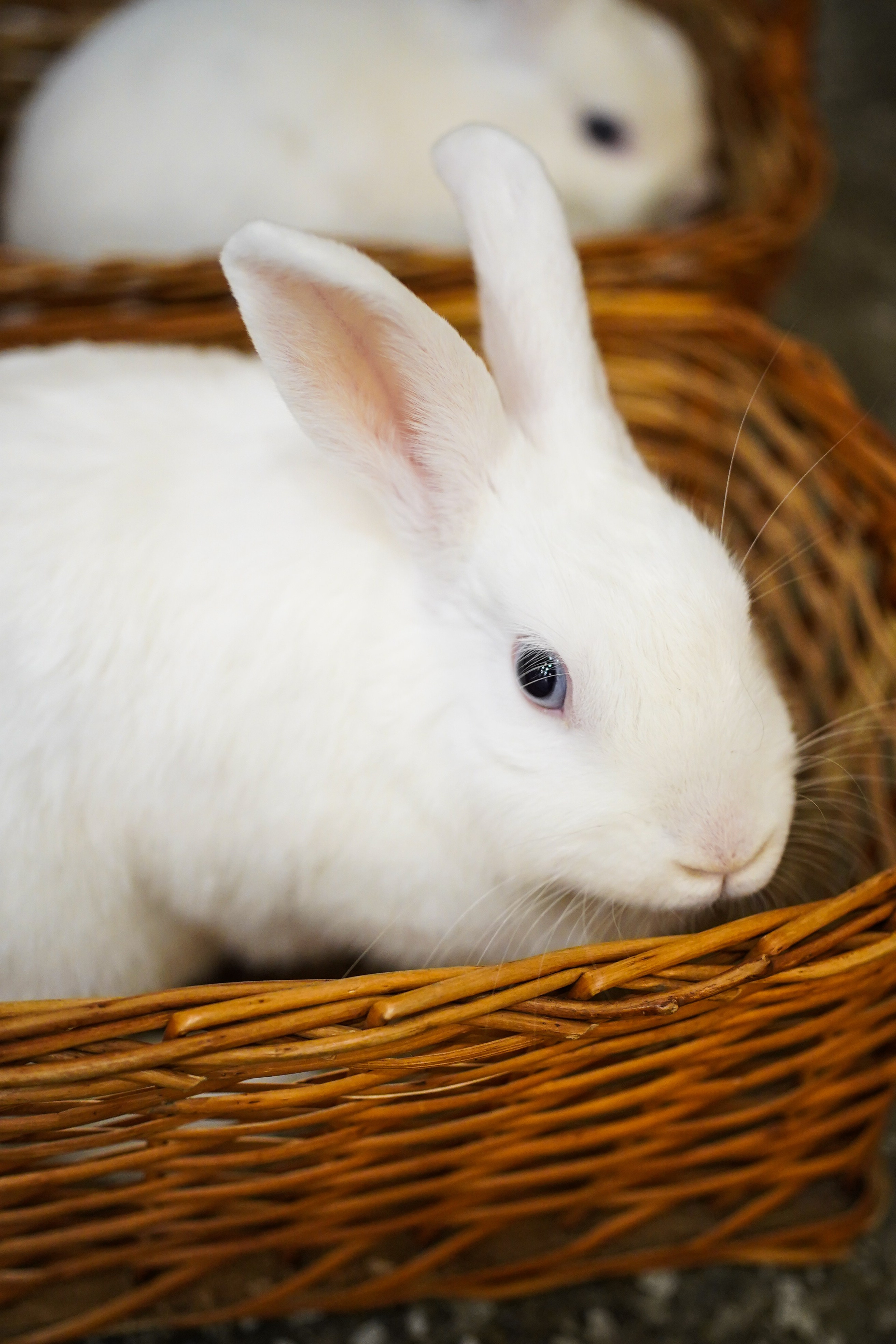 День Рождения Алиса в стране чудес. Фотограф