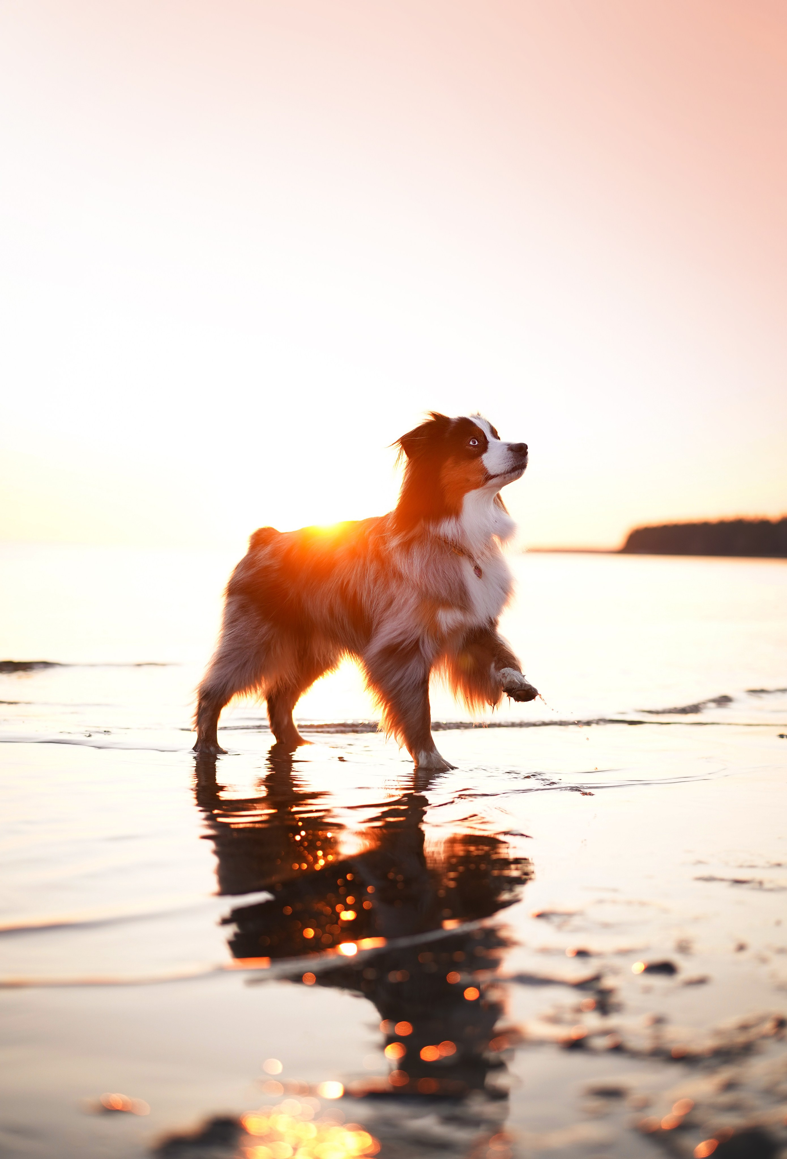 Алиса и Джокер. Фотограф-анималист в Санкт-Петербурге Яна Мартынова