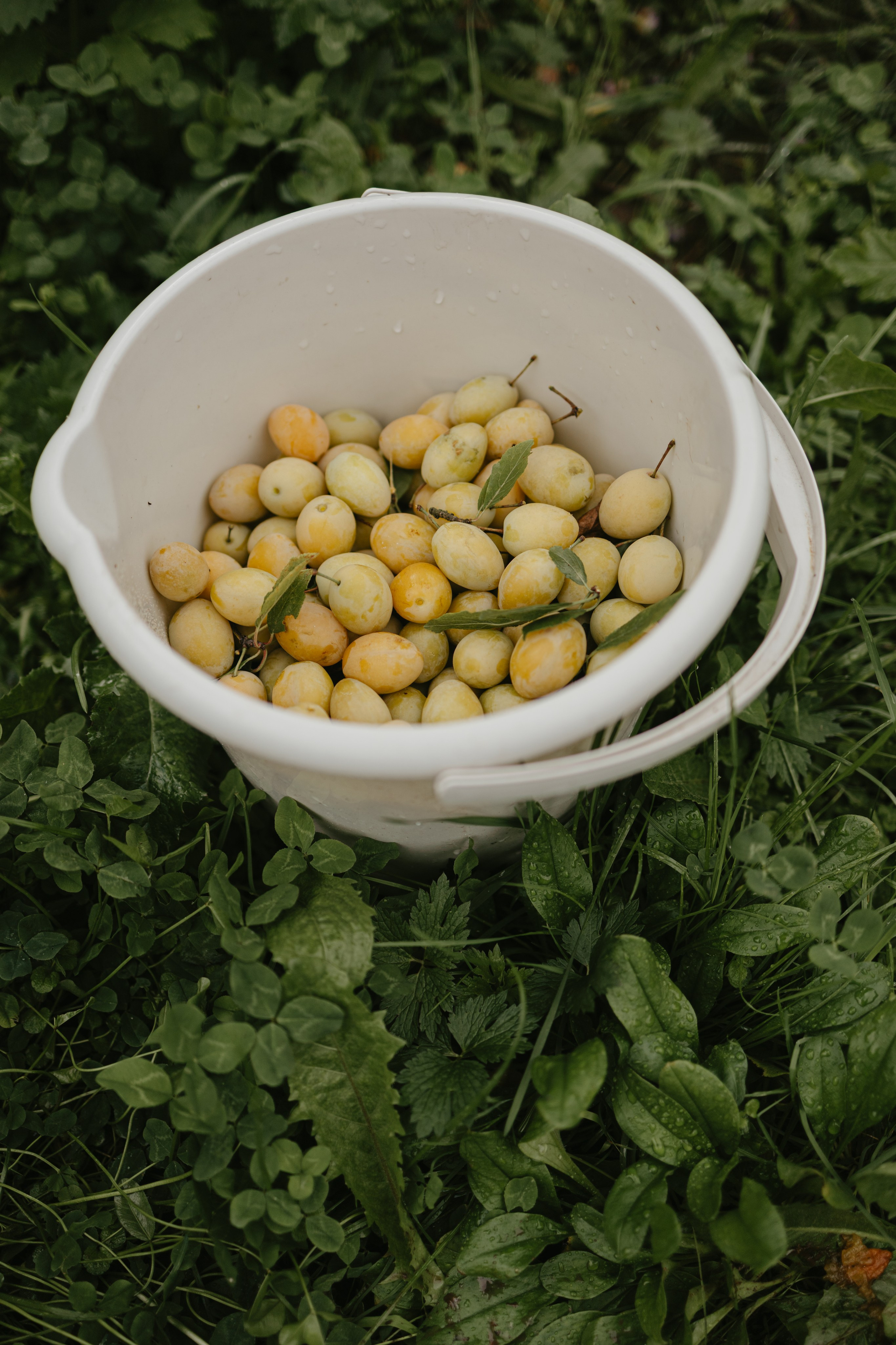 Зимний и летний сад. Фотограф Эльмира Лин