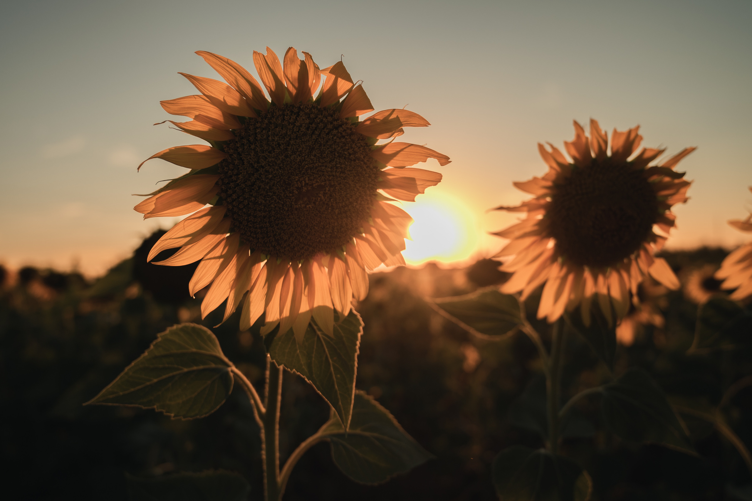 Солнечная Мария в подсолнухах. Семейный фотограф в Оренбурге Анна Рожкова
