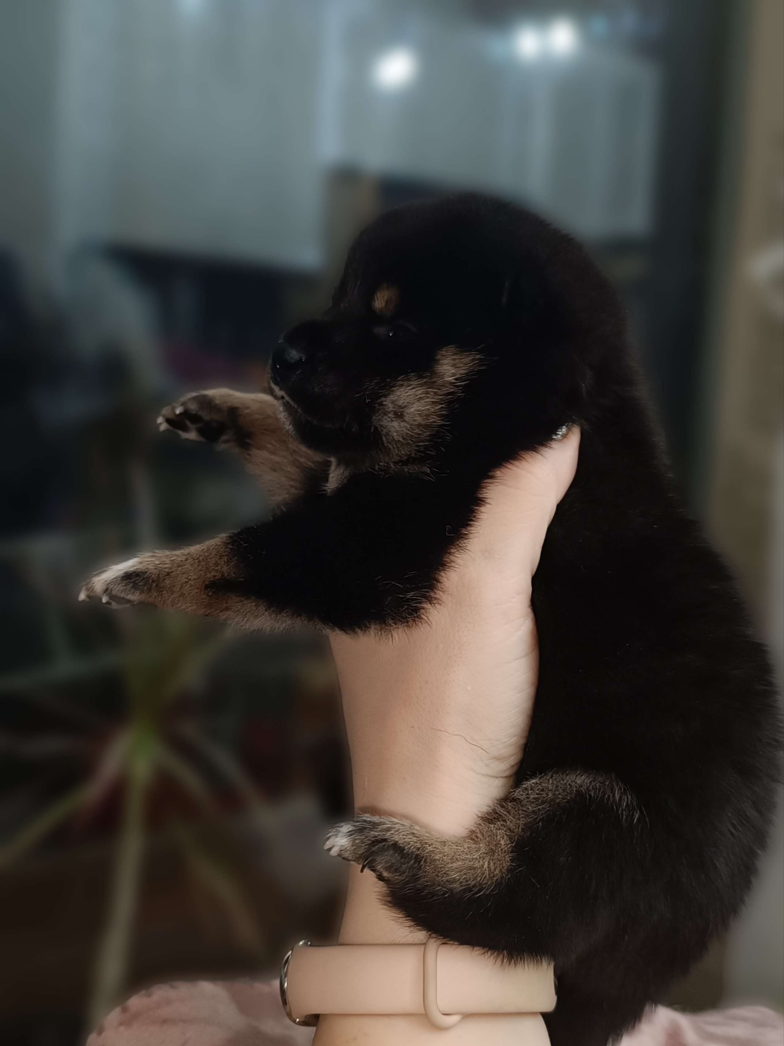 Сиба Rubylight Osanna питомник Рубилайт