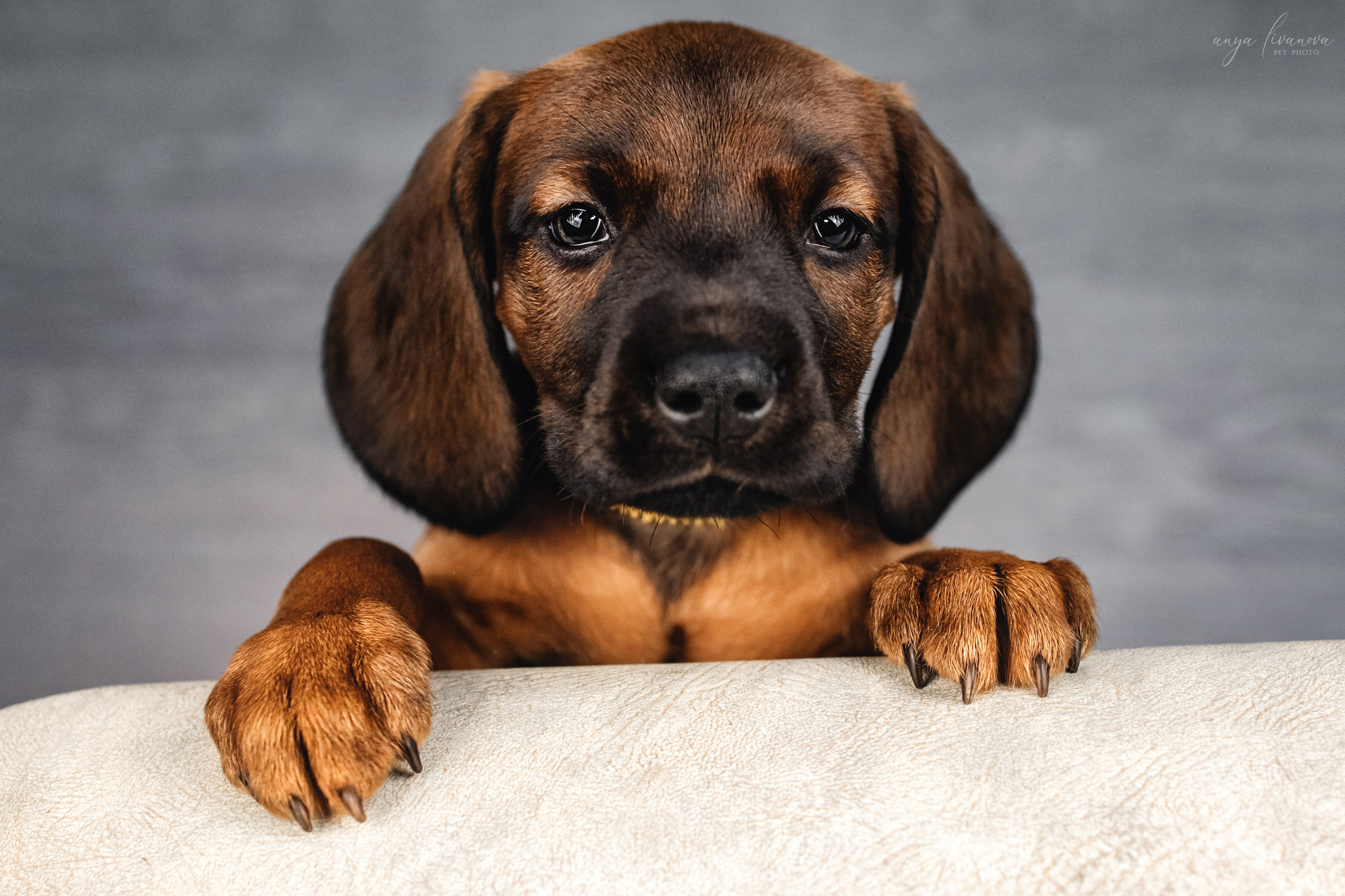Баварки. Фотограф анималист Аня Ливанова | Рыбинск